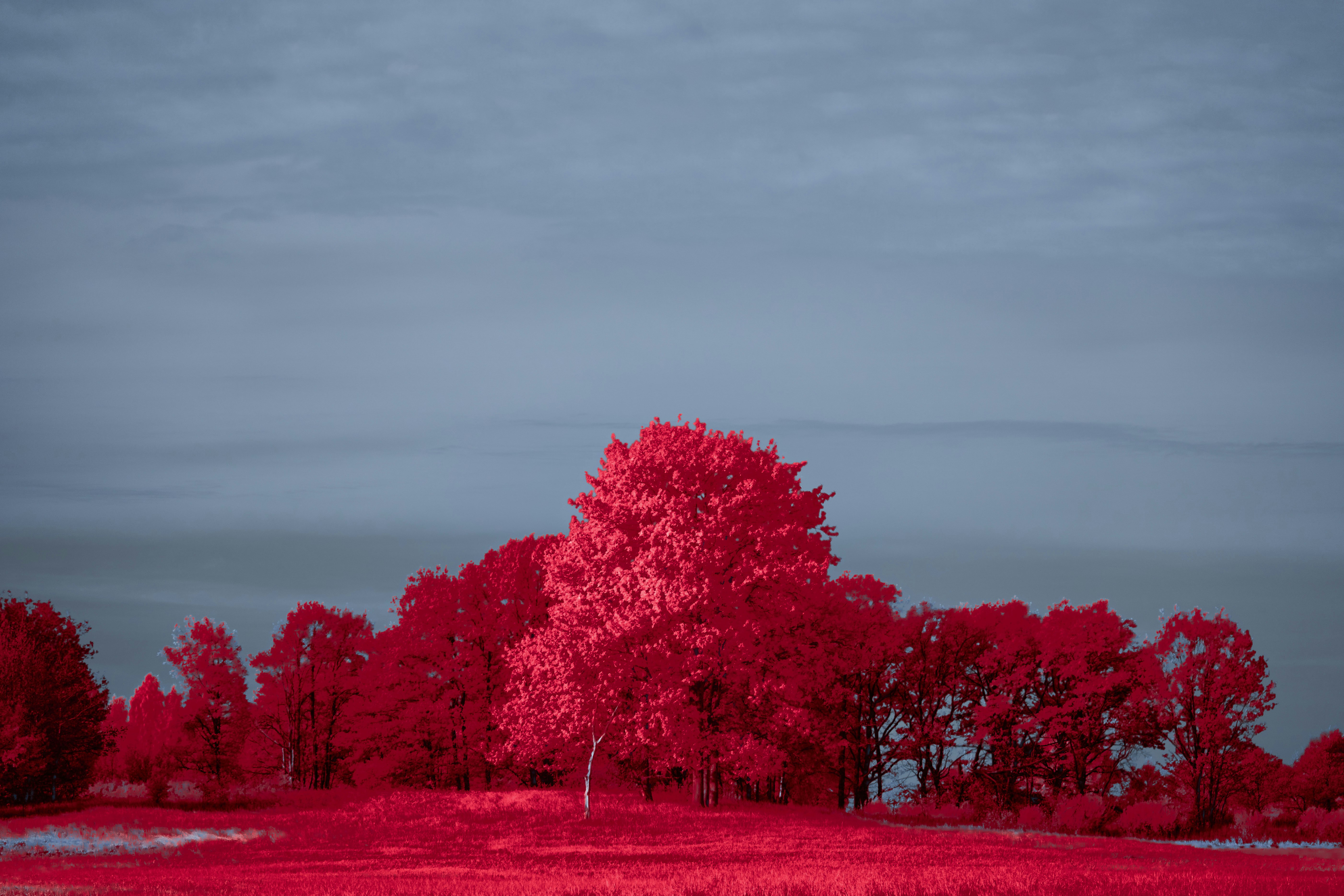 Photo by wolfgang_hasselmann