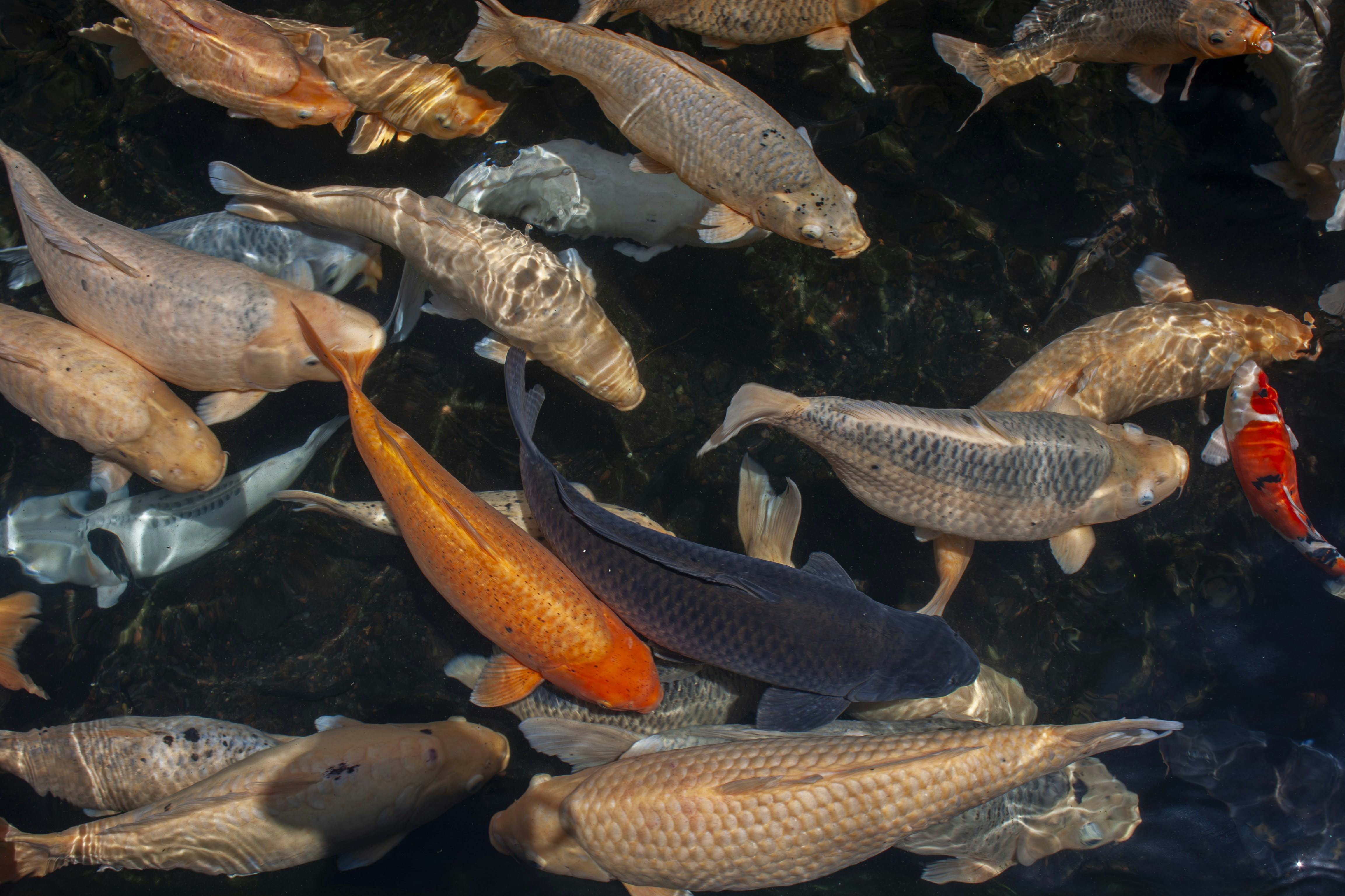 A school of colorful koi fish swimming in dark water.
