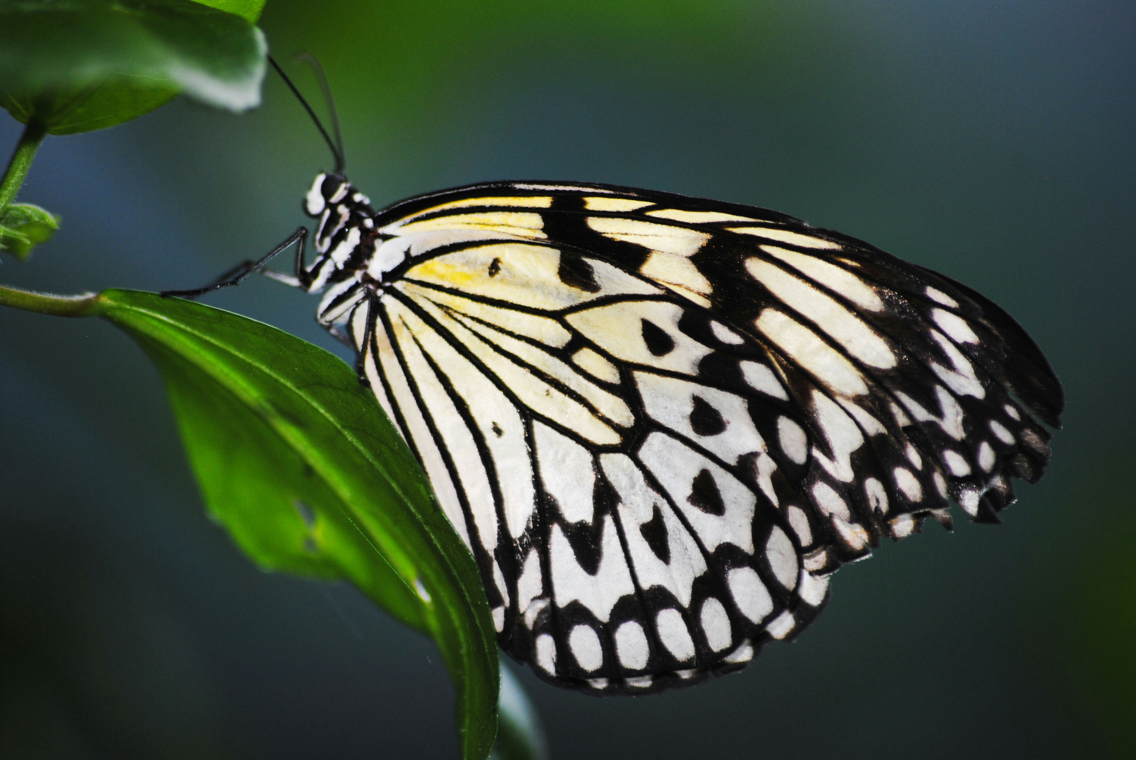 A black and white butterfly rests on a green leaf.