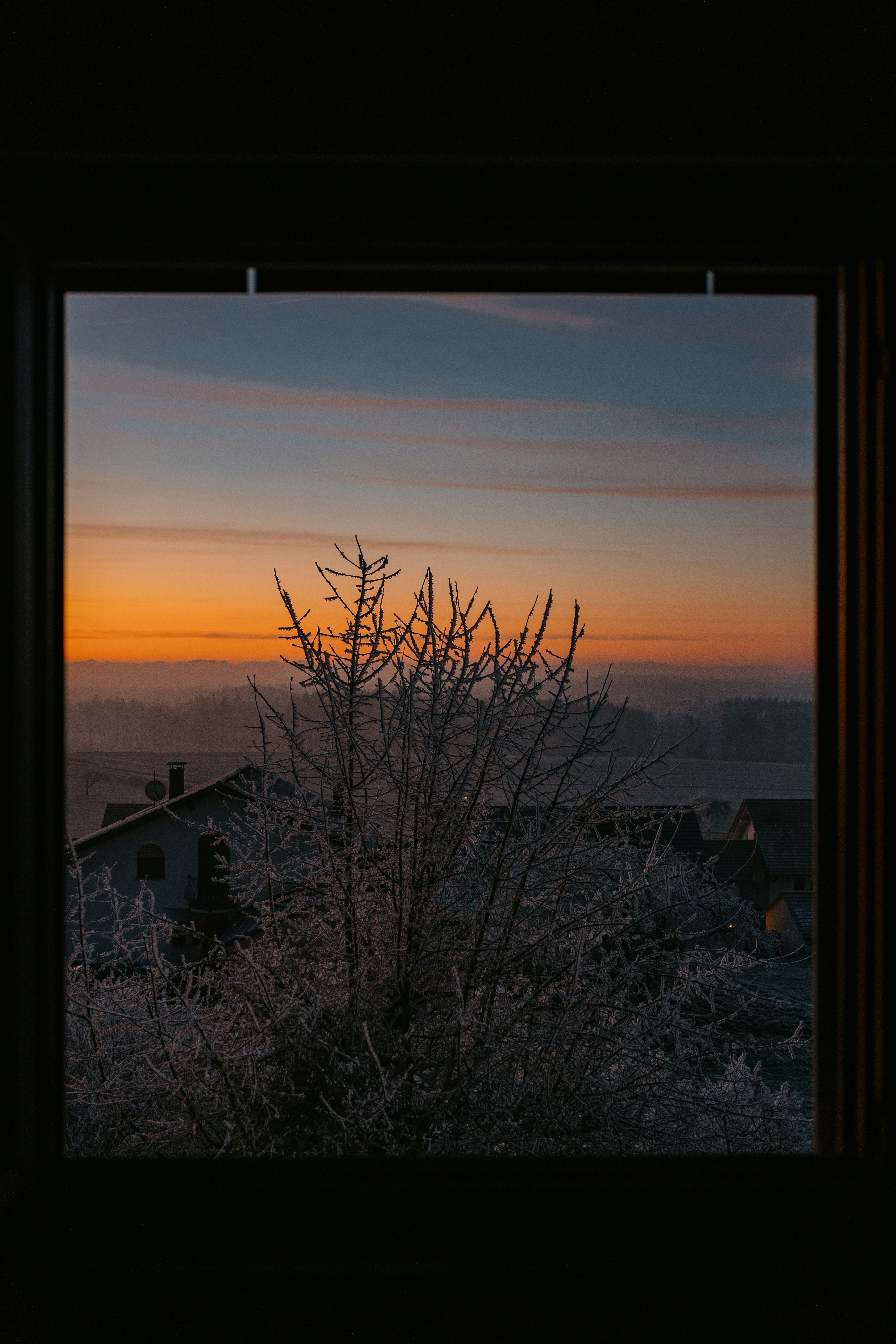 Ramas de árboles heladas contra un cielo de amanecer