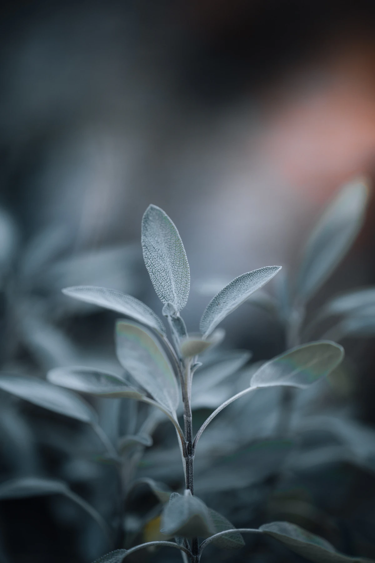 Close-up of sage plant leaves with soft natural lighting
