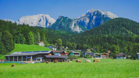 Cows grazing in a green meadow with mountains behind.