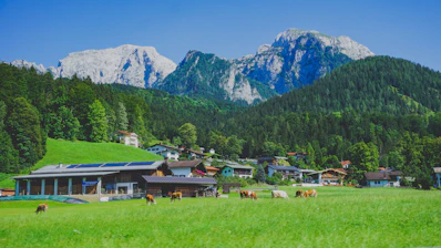 Cows grazing in a green meadow with mountains behind.