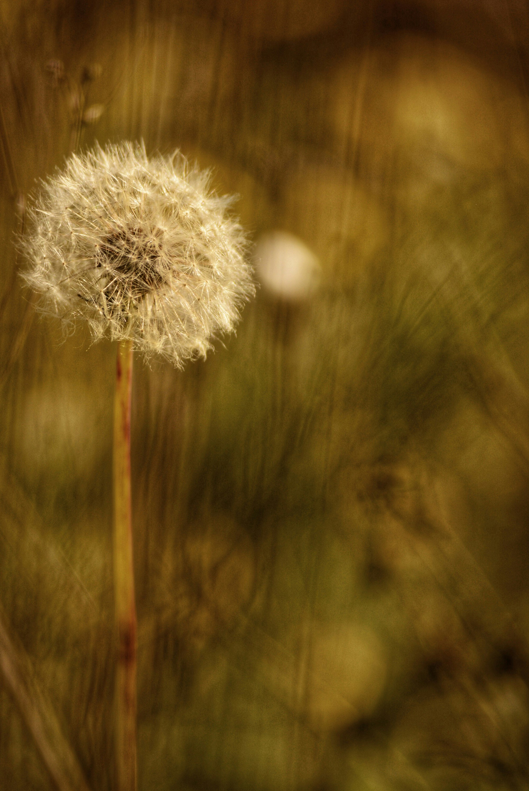 A single dandelion seed head in a field.