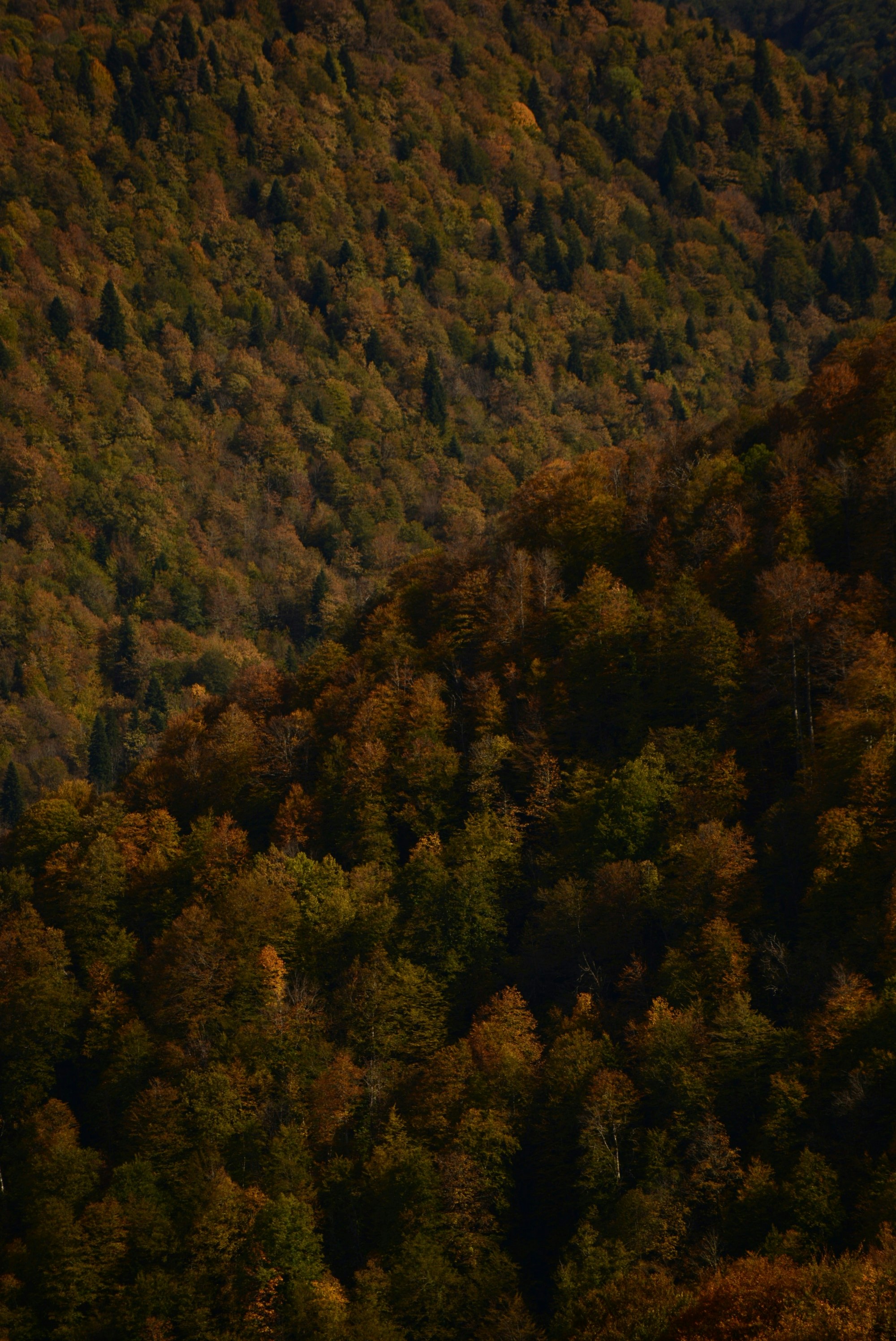 forest wallpaper serene, wallpaper, Mental Health in the Wilderness: A Guide 6