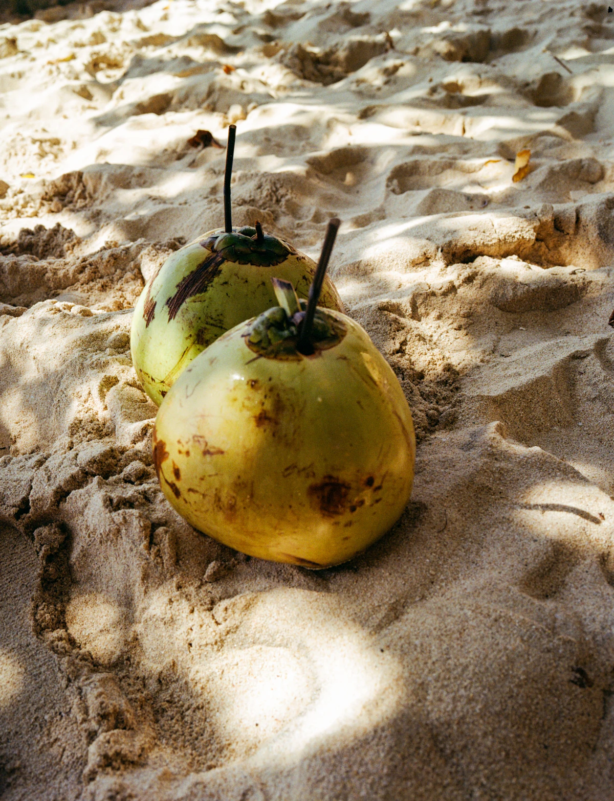 Two coconuts resting on a sandy beach