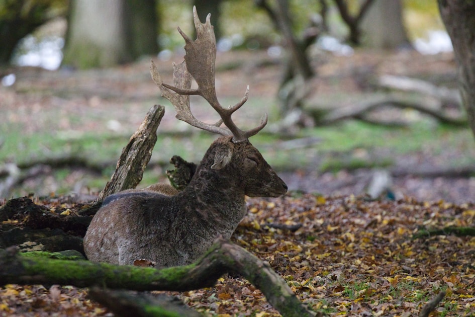 Whitetail deer buck in a Tennessee hardwood forest in autumn