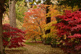 Vibrant autumn trees line a path in a forest