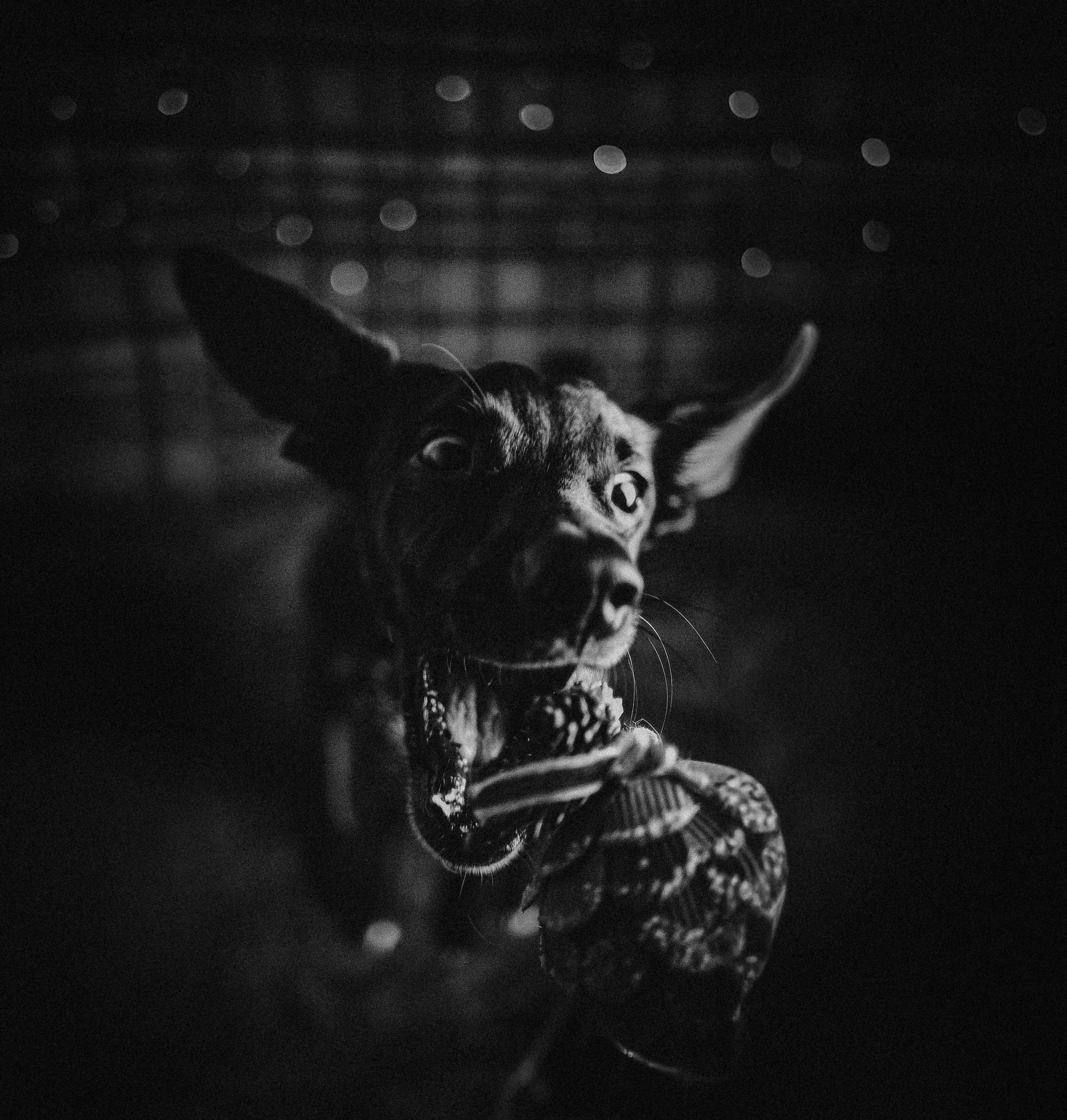 Ein kleiner Hund spielt mit einem Spielzeug.