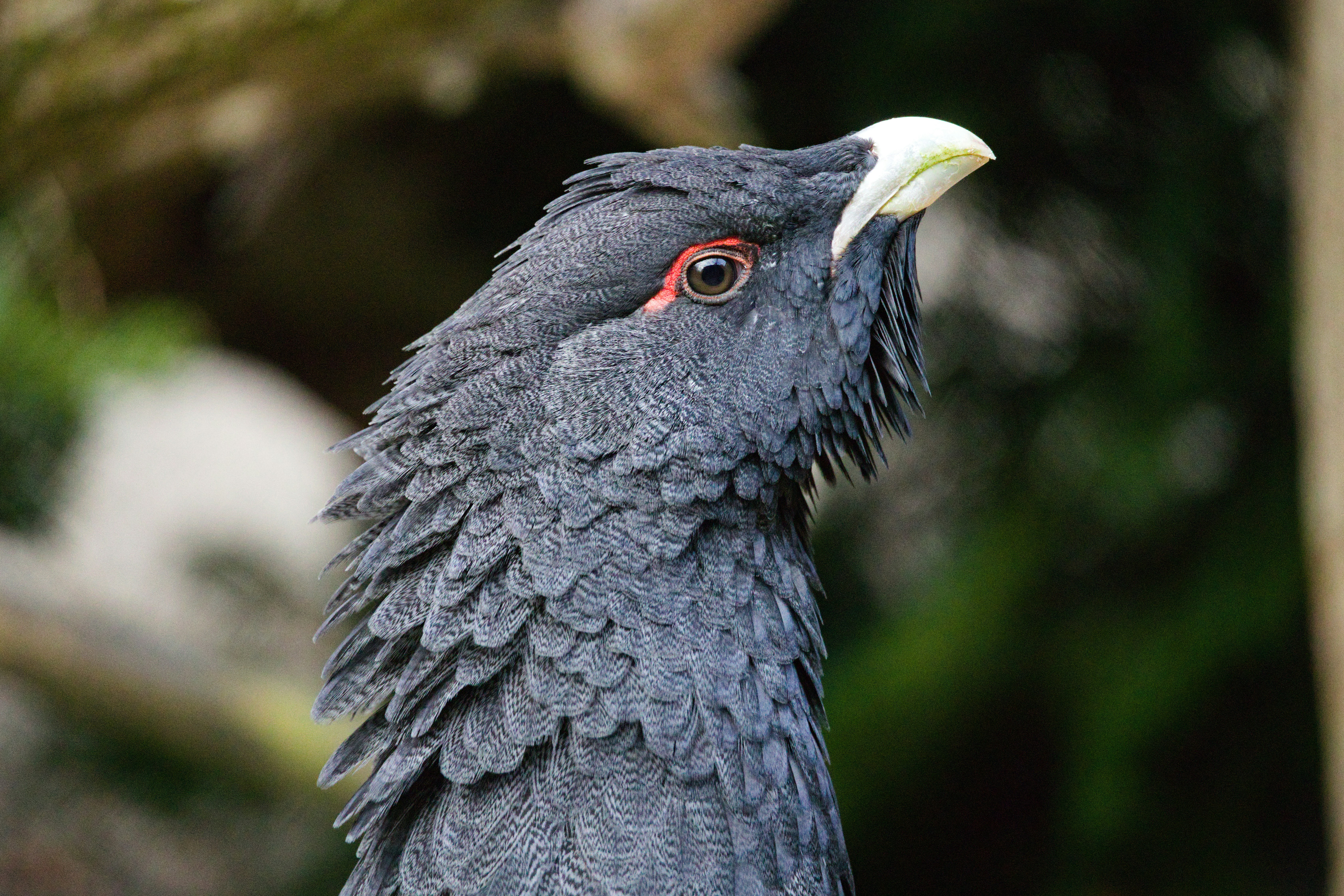 Singe Surpris Avec Gros Yeux Isolés Sur Fond Blanc — Photo de stock par  ©bazil - 647901714, image size:3000x2000