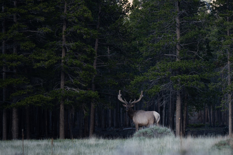 Bull elk standing in a dark conifer forest — Anderson Mesa elk habitat