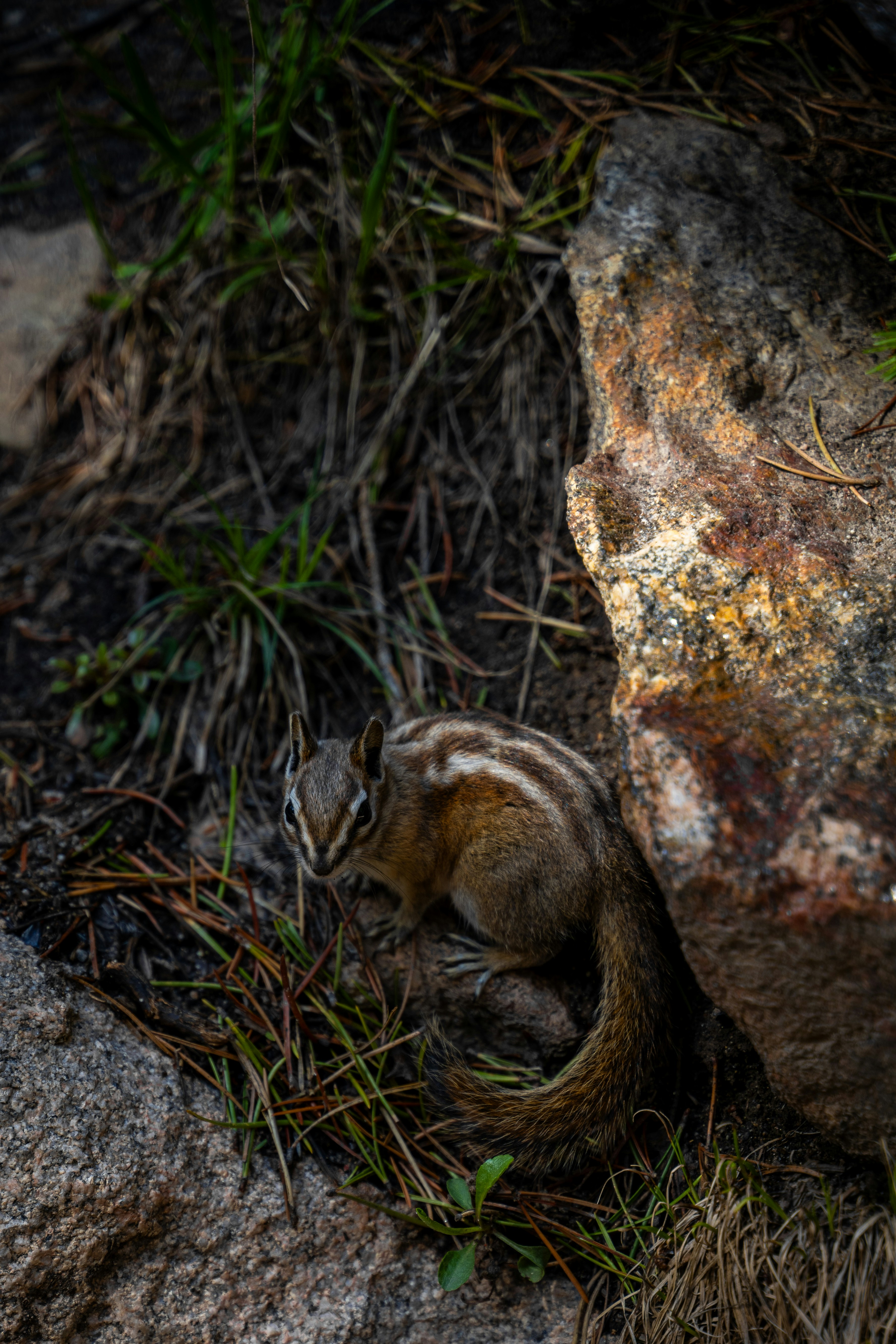 A chipmunk peeks out from behind a rock.