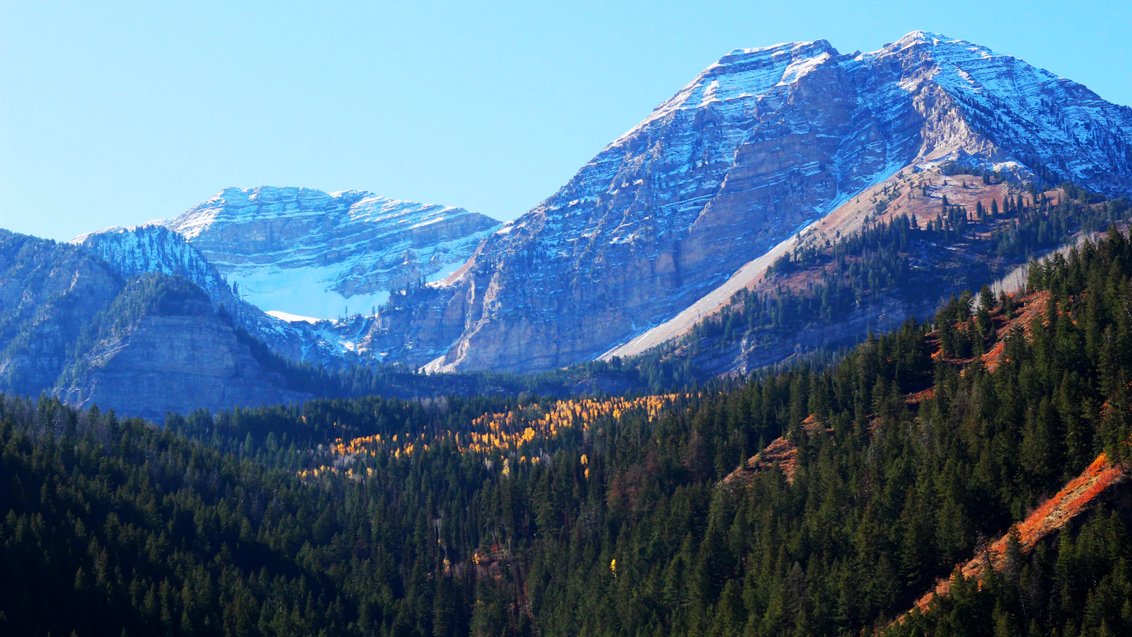 Snow-dusted Mount Timpanogos rising above a forest of pines and golden autumn aspens