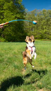 A dog leaps in the air to catch a toy.