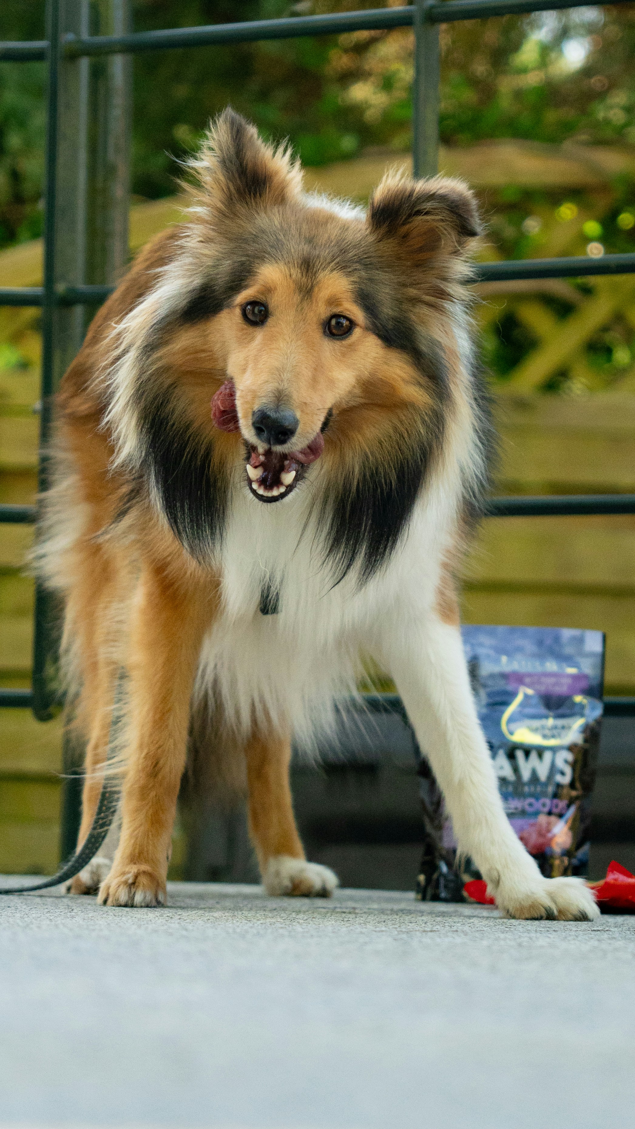 Alimento super premium cordero 7.5 kg 2