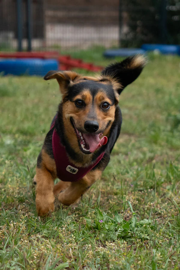 Dog in board and train facility