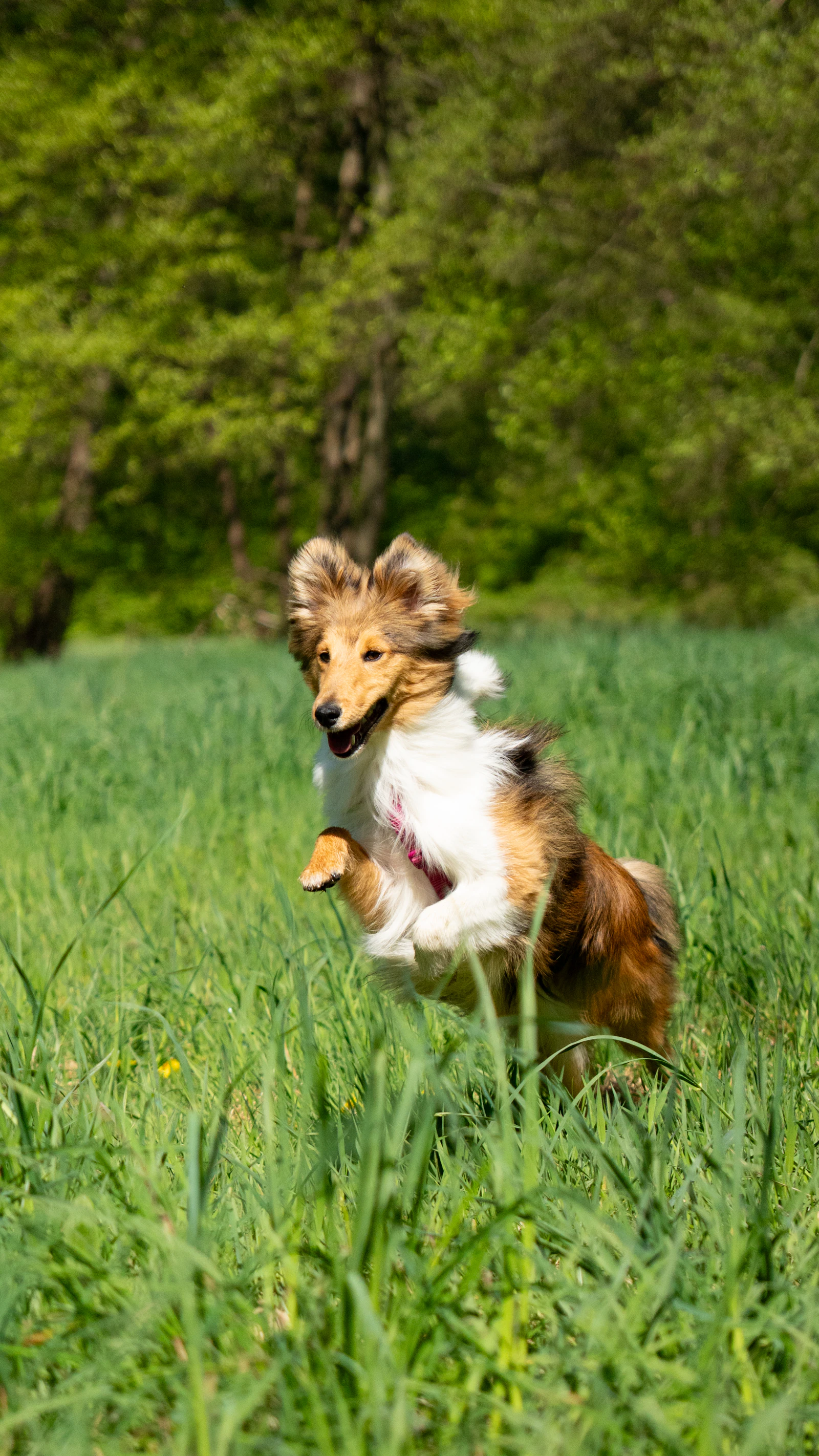 Adult Shetland Sheepdog running on grass, photo on Unsplash