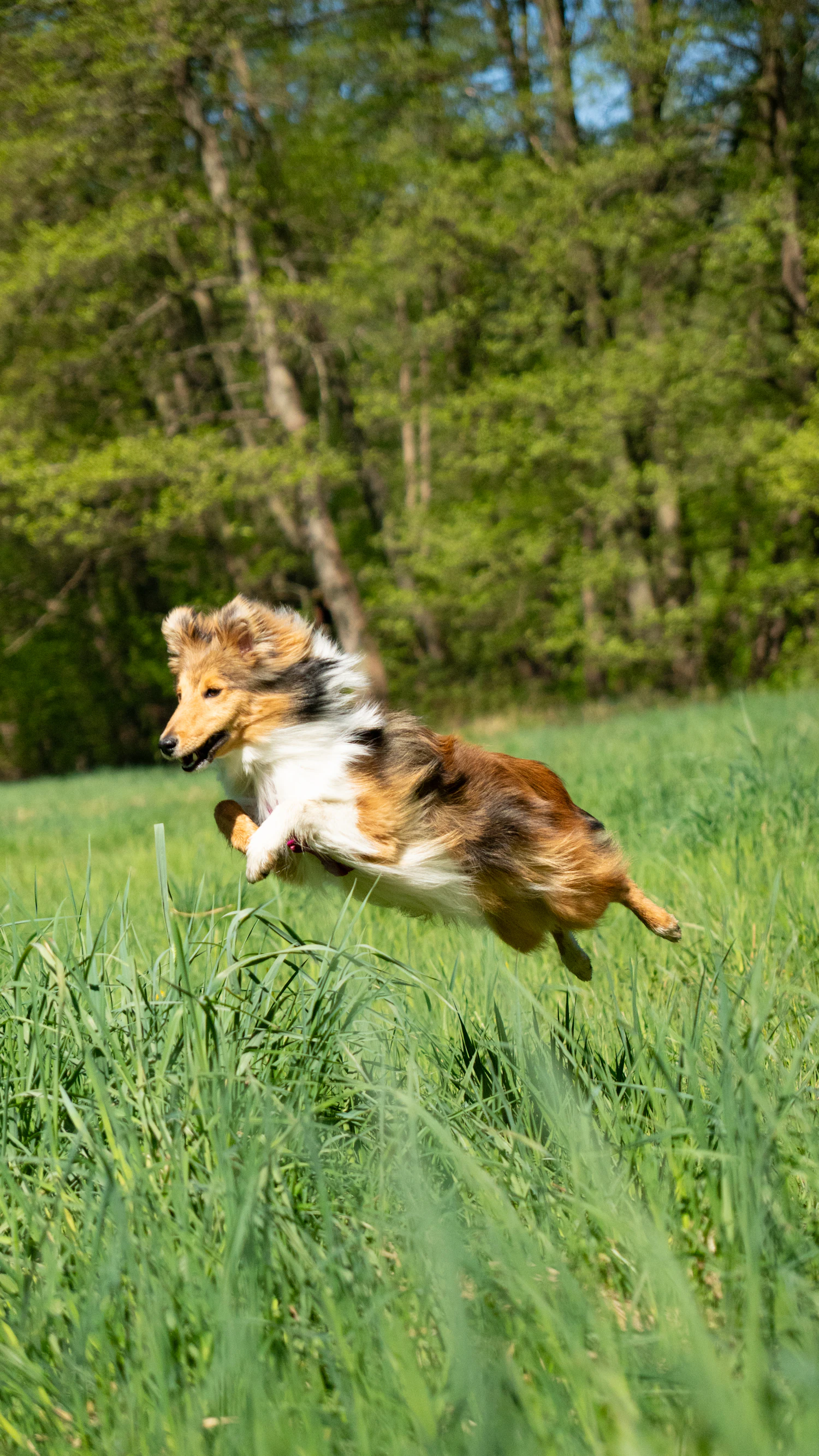 Sheltie in mid-leap over long meadow grass, coat flying