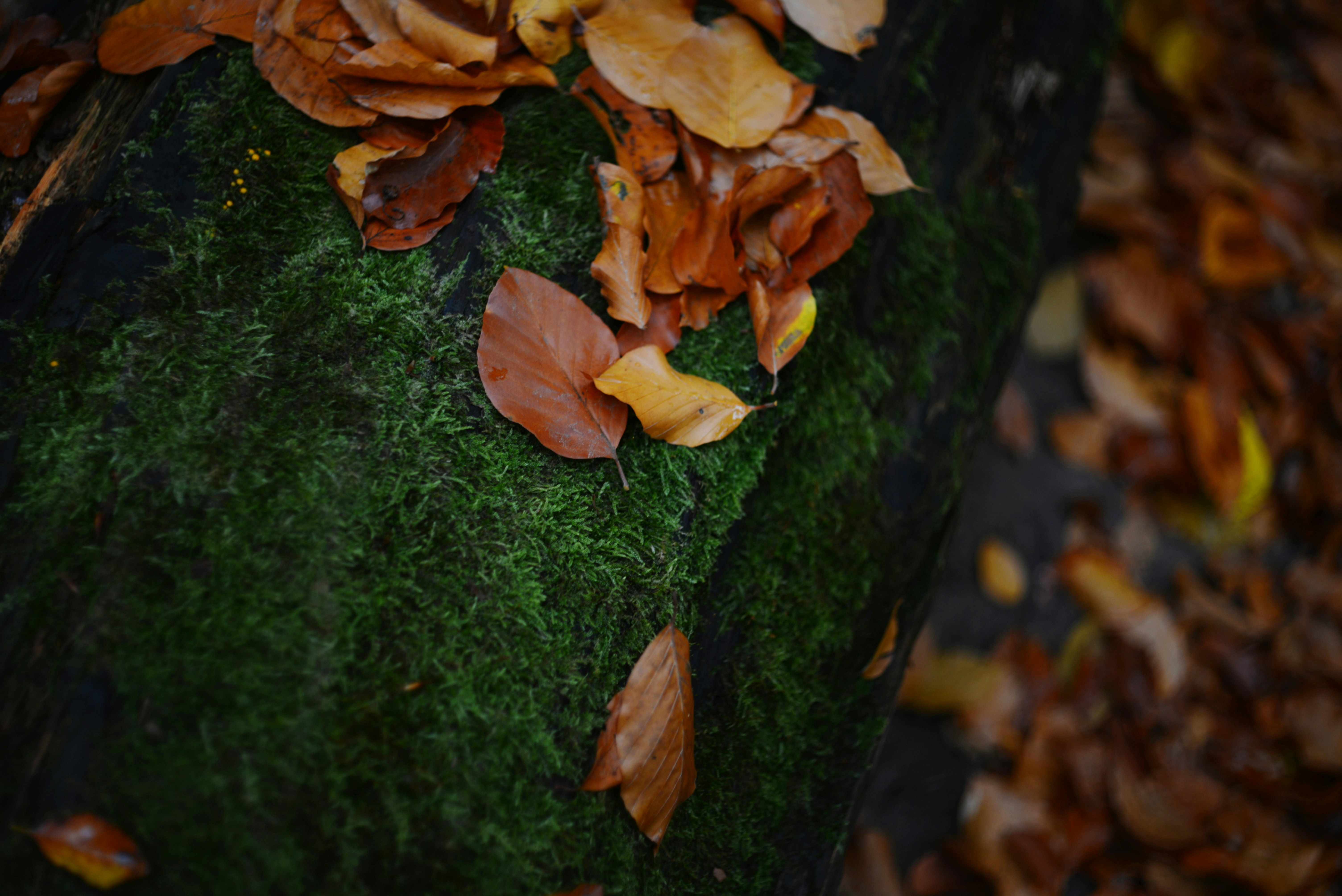 Photo by cherstve_pechivo