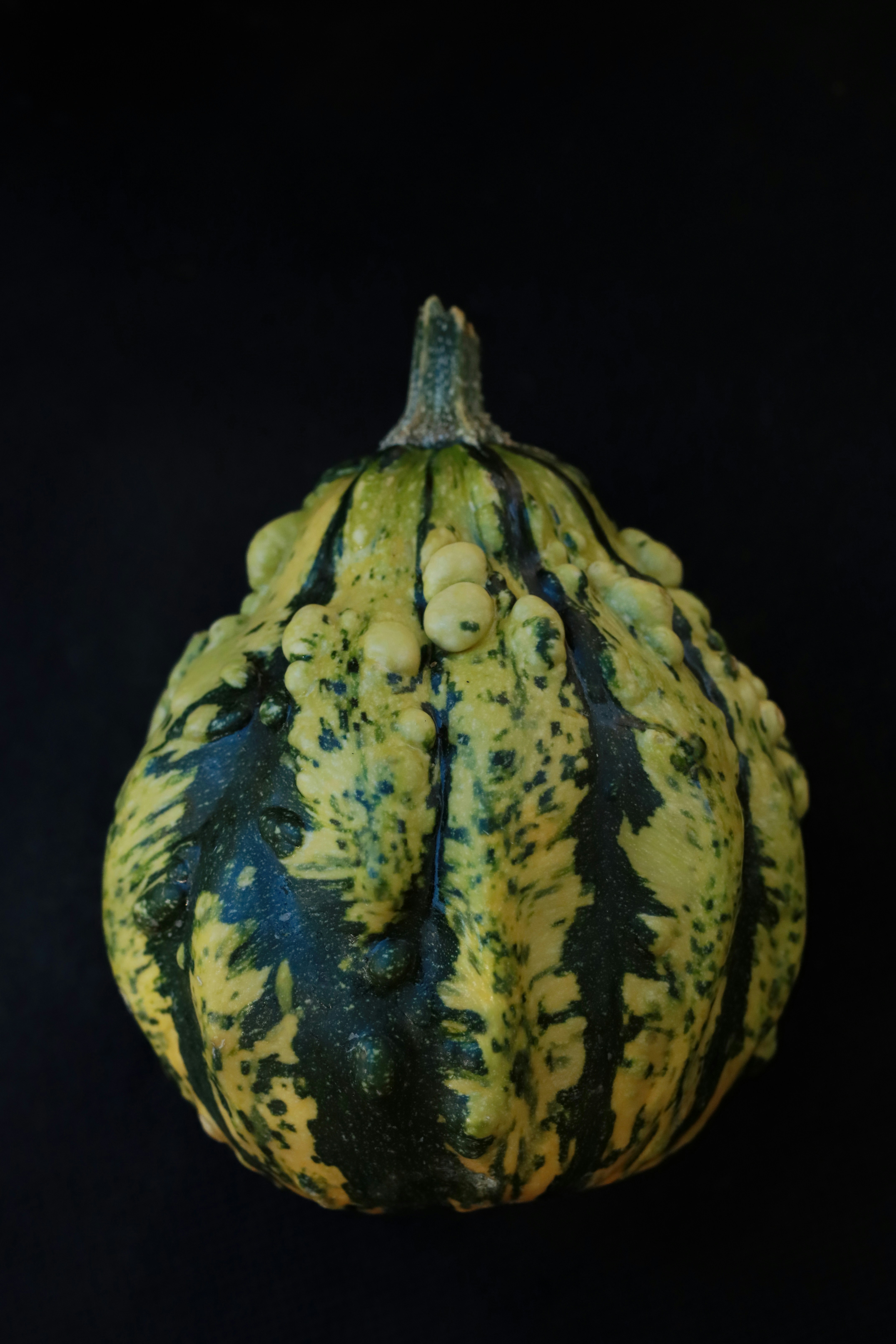 Photo by stephgibeaultart