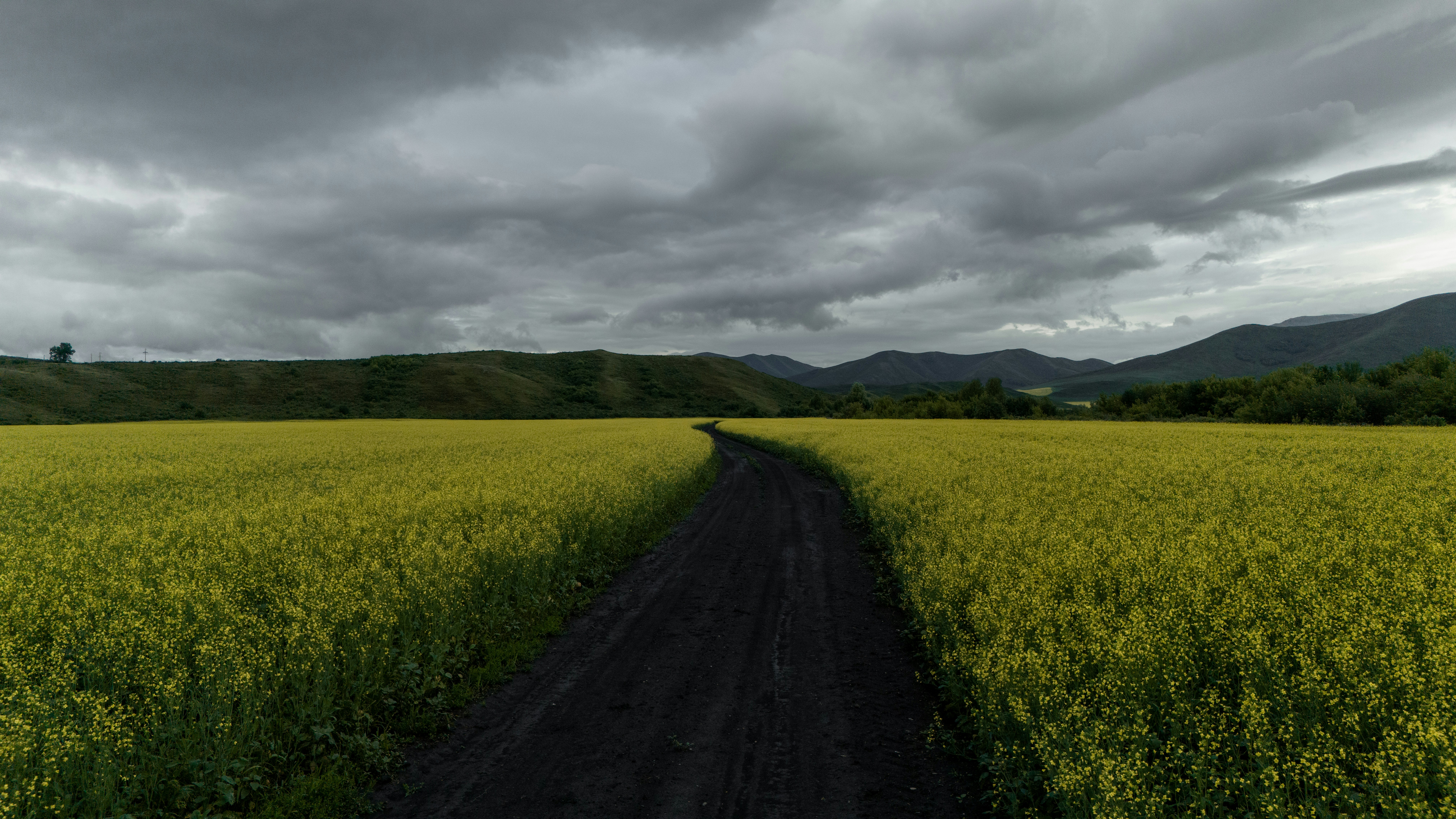 A dark road through a field of yellow flowers.