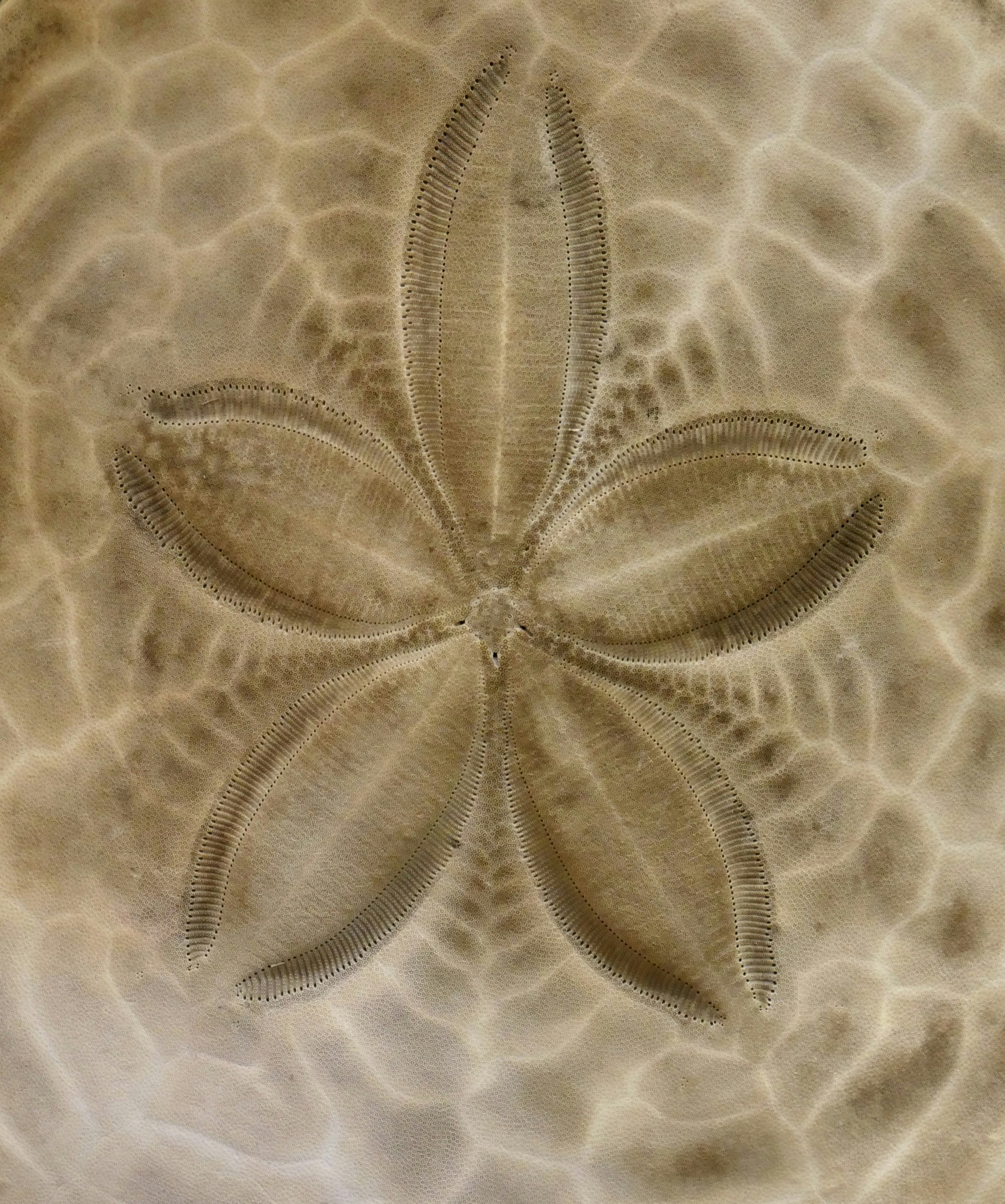 Close-up of a sand dollar skeleton with five petal-like sections.
