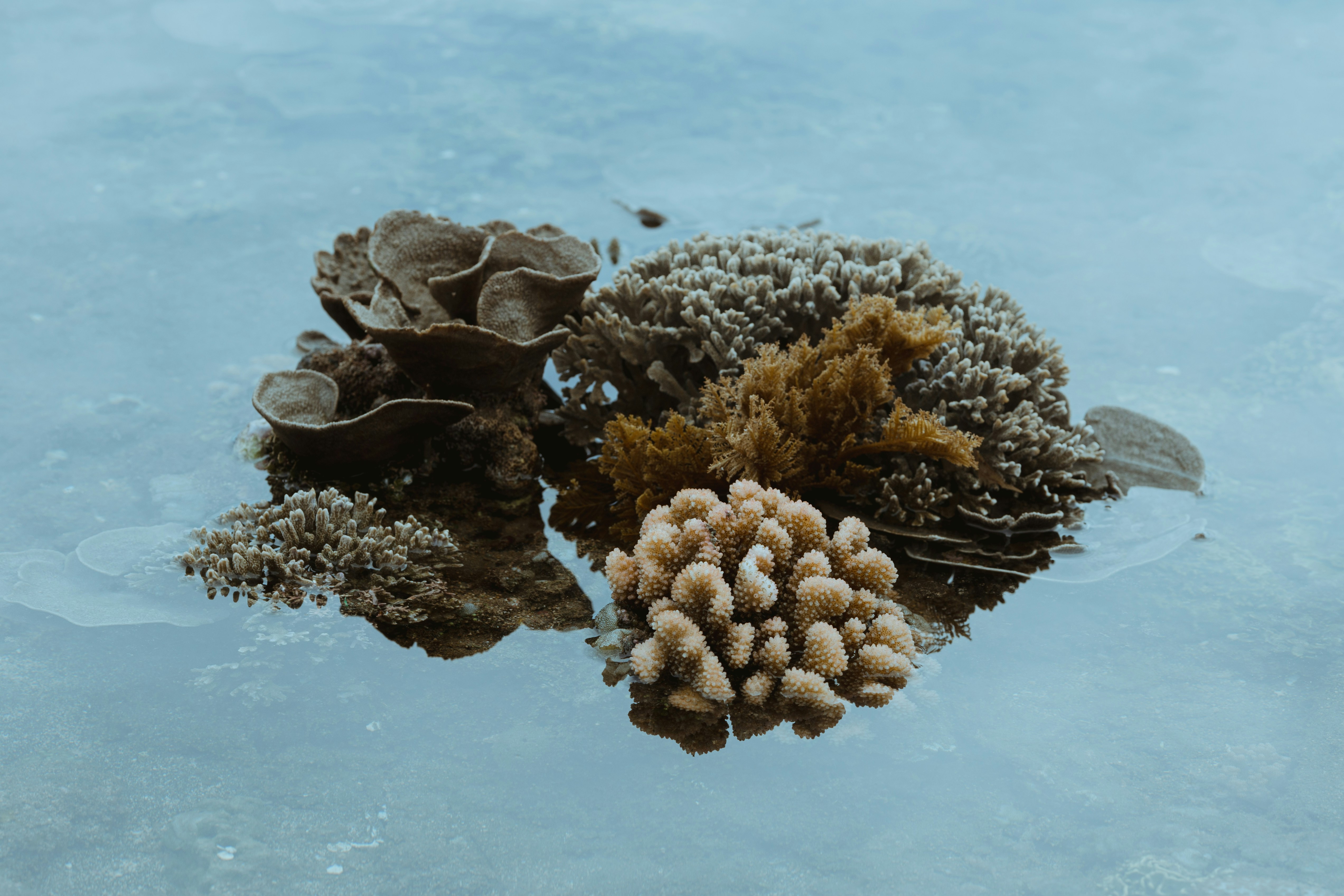 Vari coralli che galleggiano in acque cristalline