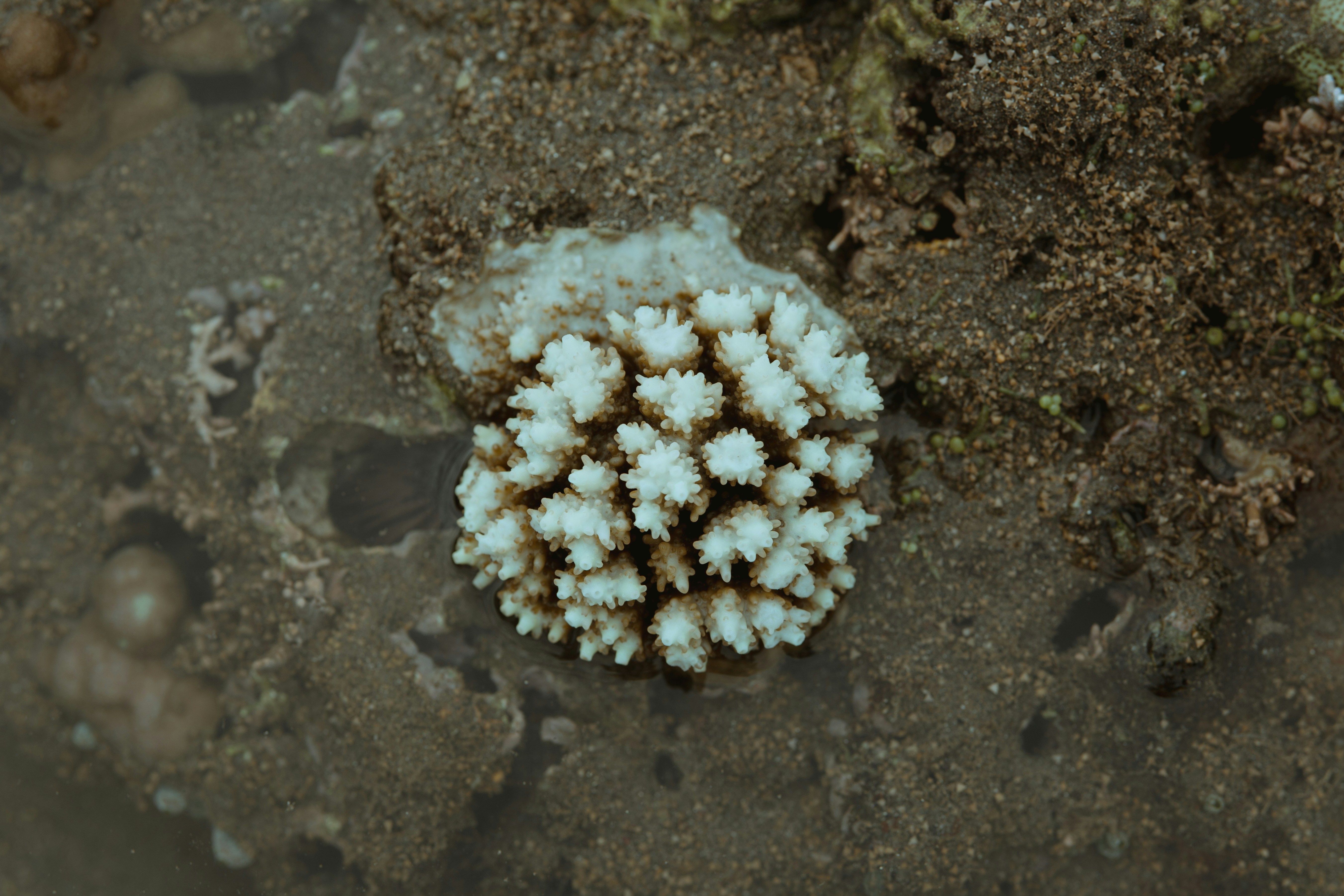 Bleached coral reef in shallow water