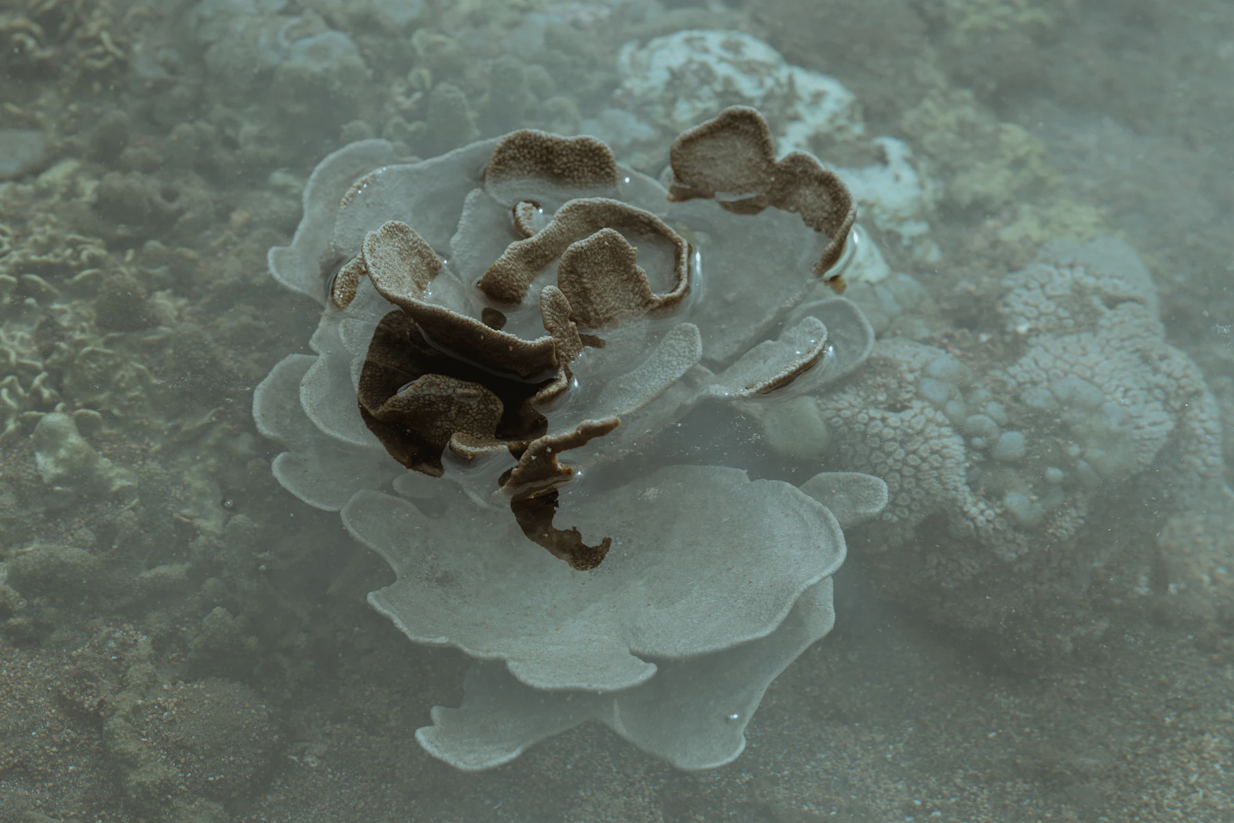 Bleached coral reef underwater, showing pale coral structures during heat-stress damage