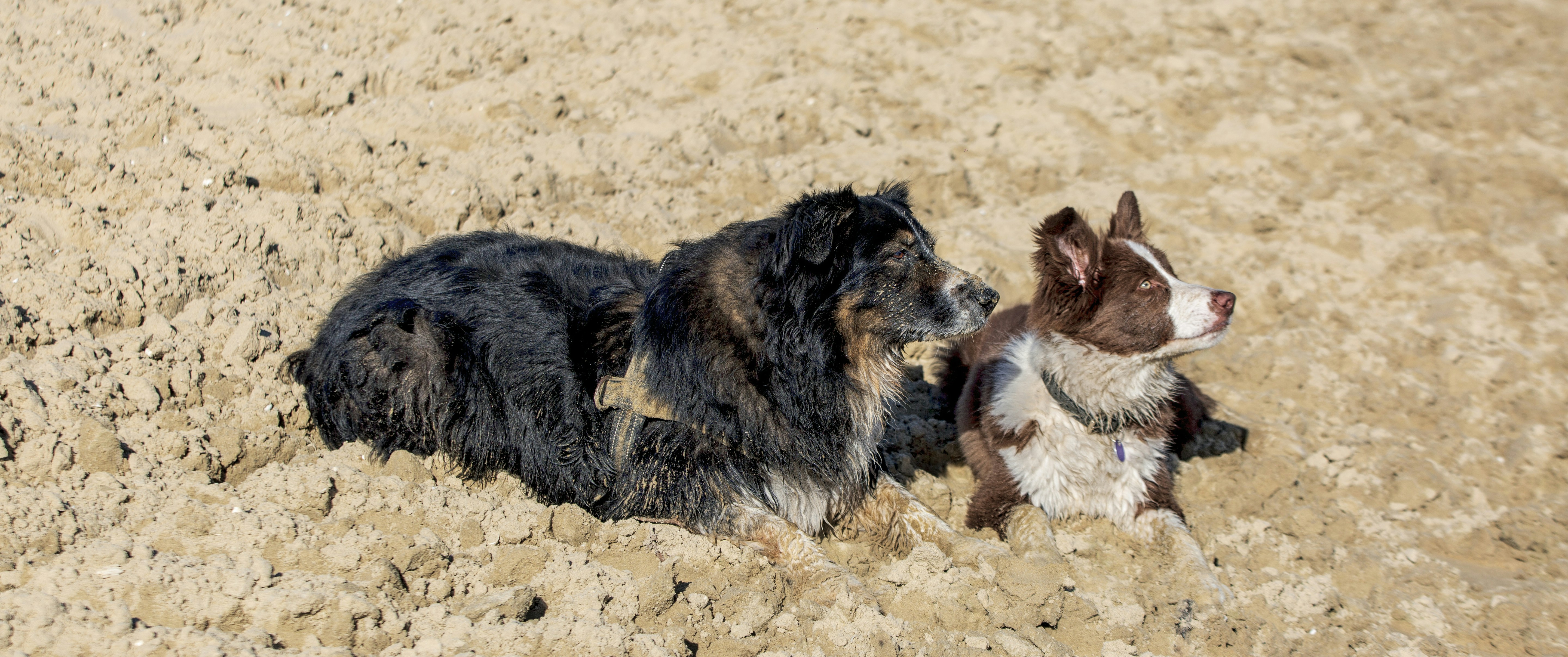 Behavioral Messages in Post-Potty Rituals