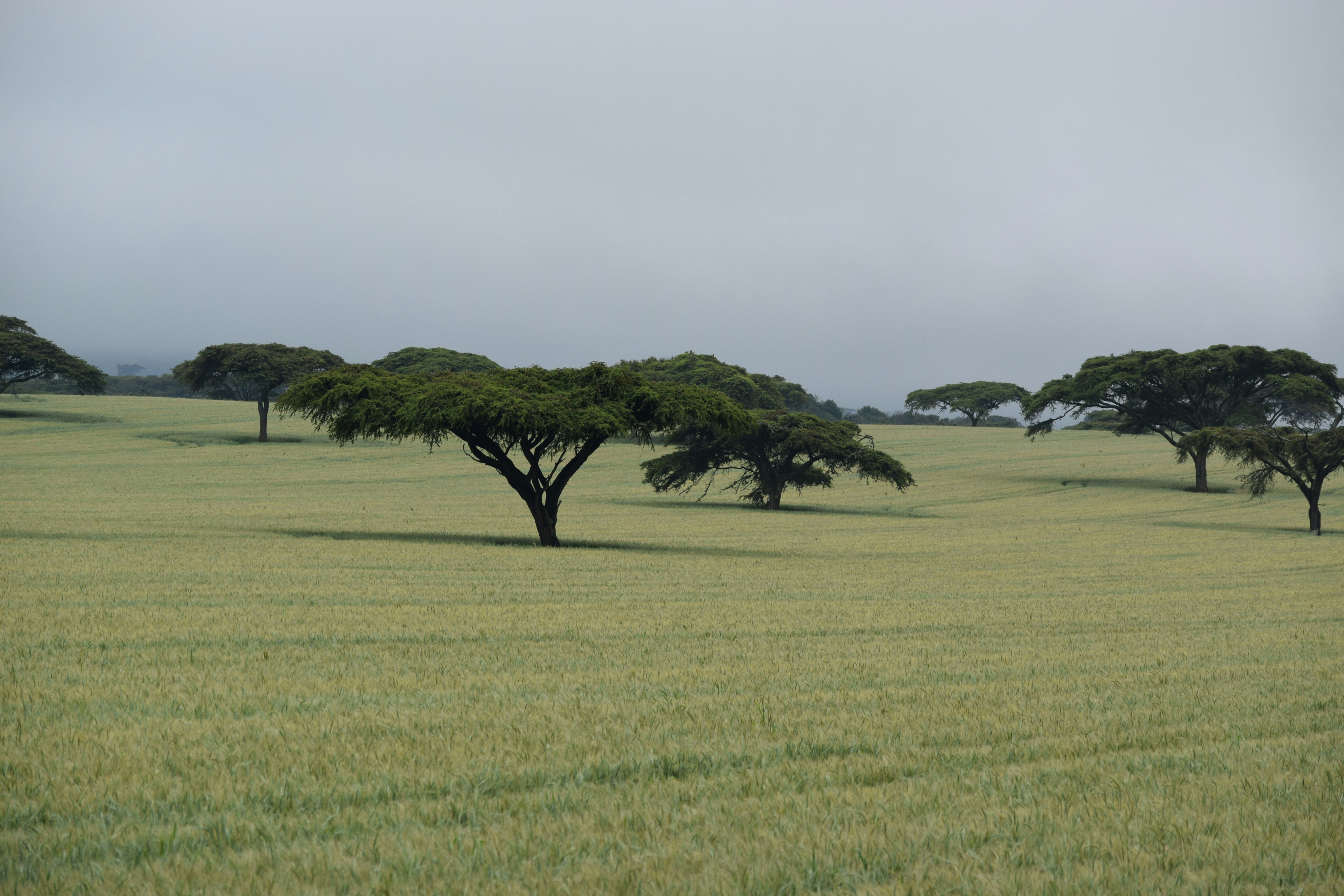 Acacia trees dotting the open grassland of the Serengeti under a cloudy sky