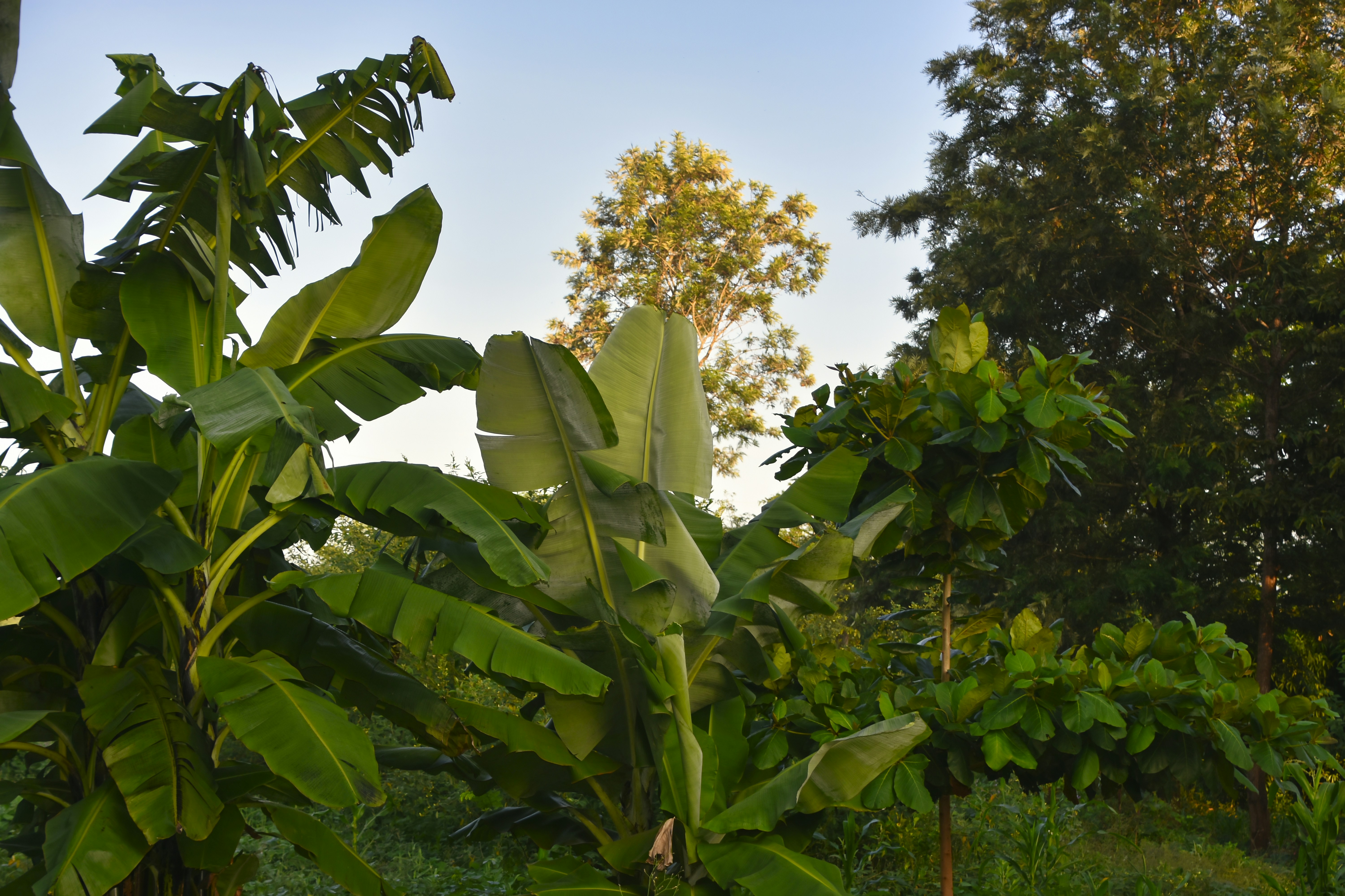 Lush green banana plants against a clear sky