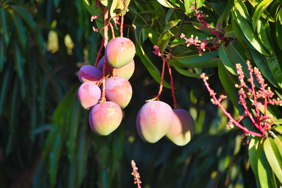 Mangos maduros