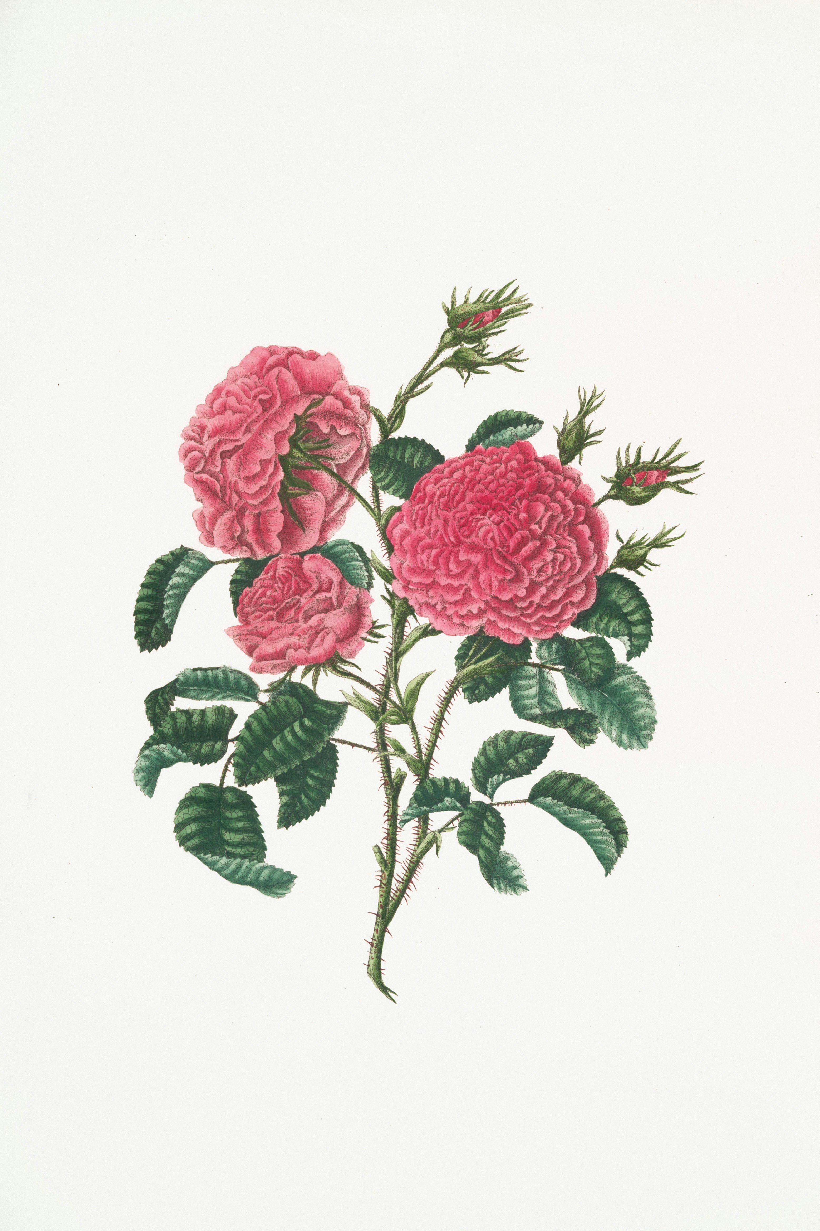 vintage botanical illustration, wallpaper, Sejarah Virus Menurut Adolf Mayer: Penemuan Awal 2