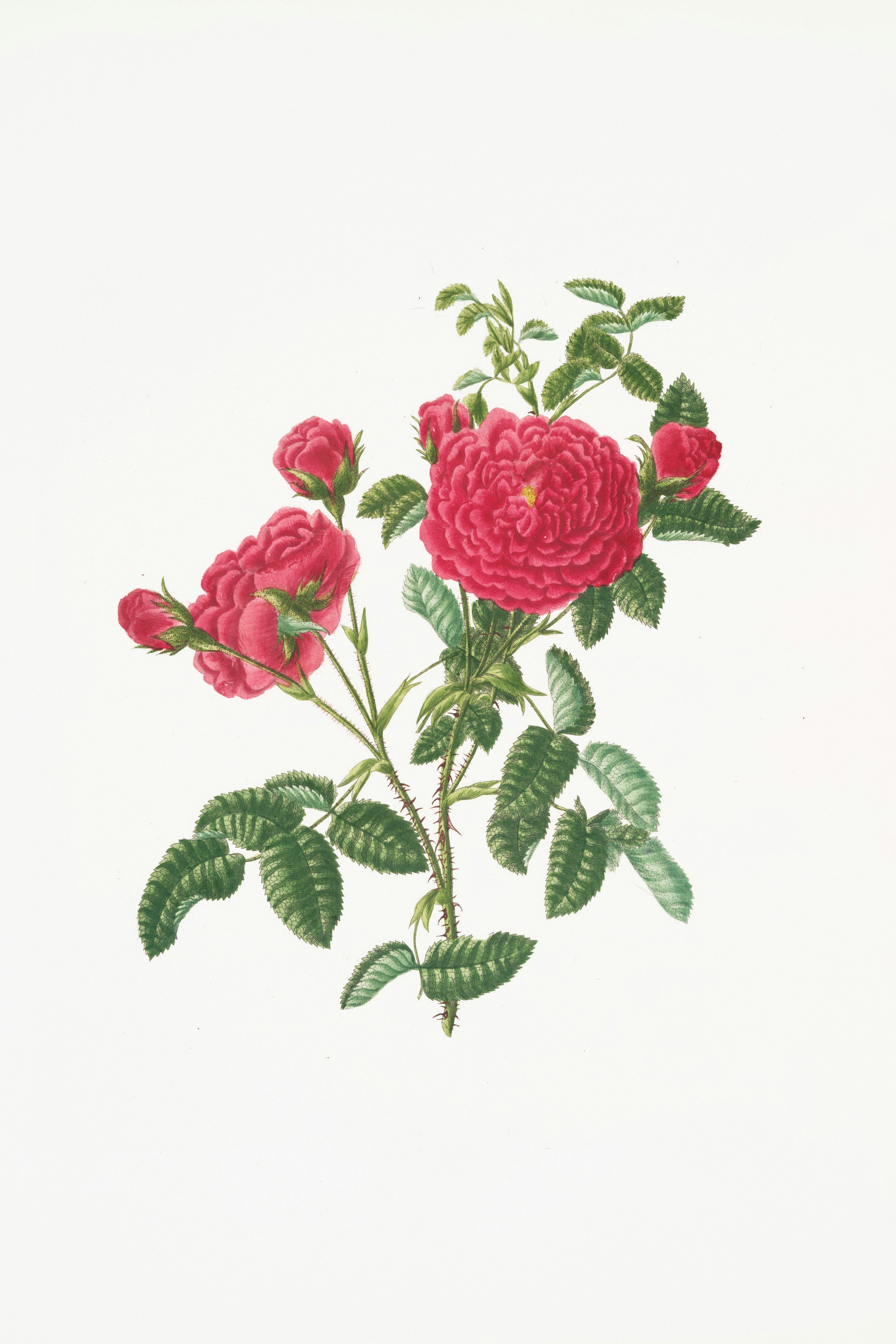 Rare Book Division, The New York Public Library. \