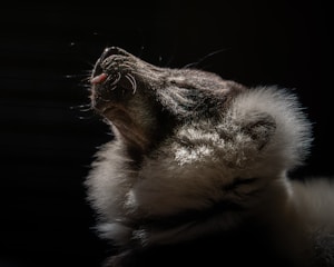 A cat shakes its head with water droplets flying