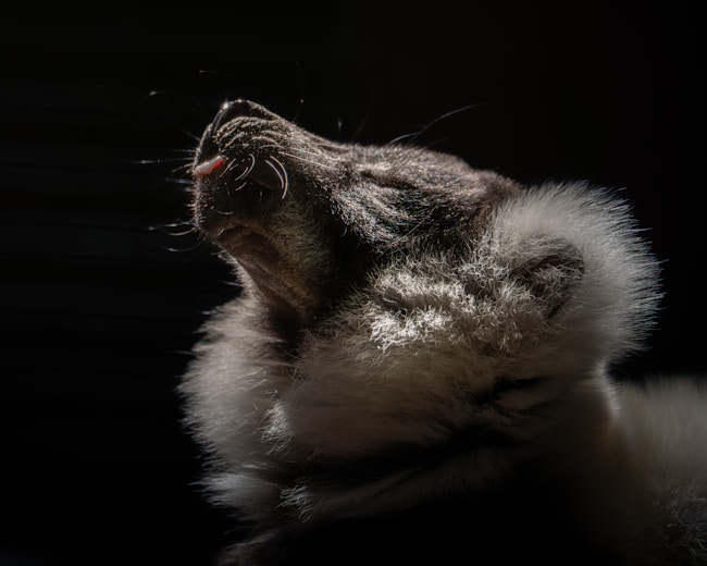 A cat shakes its head with water droplets flying