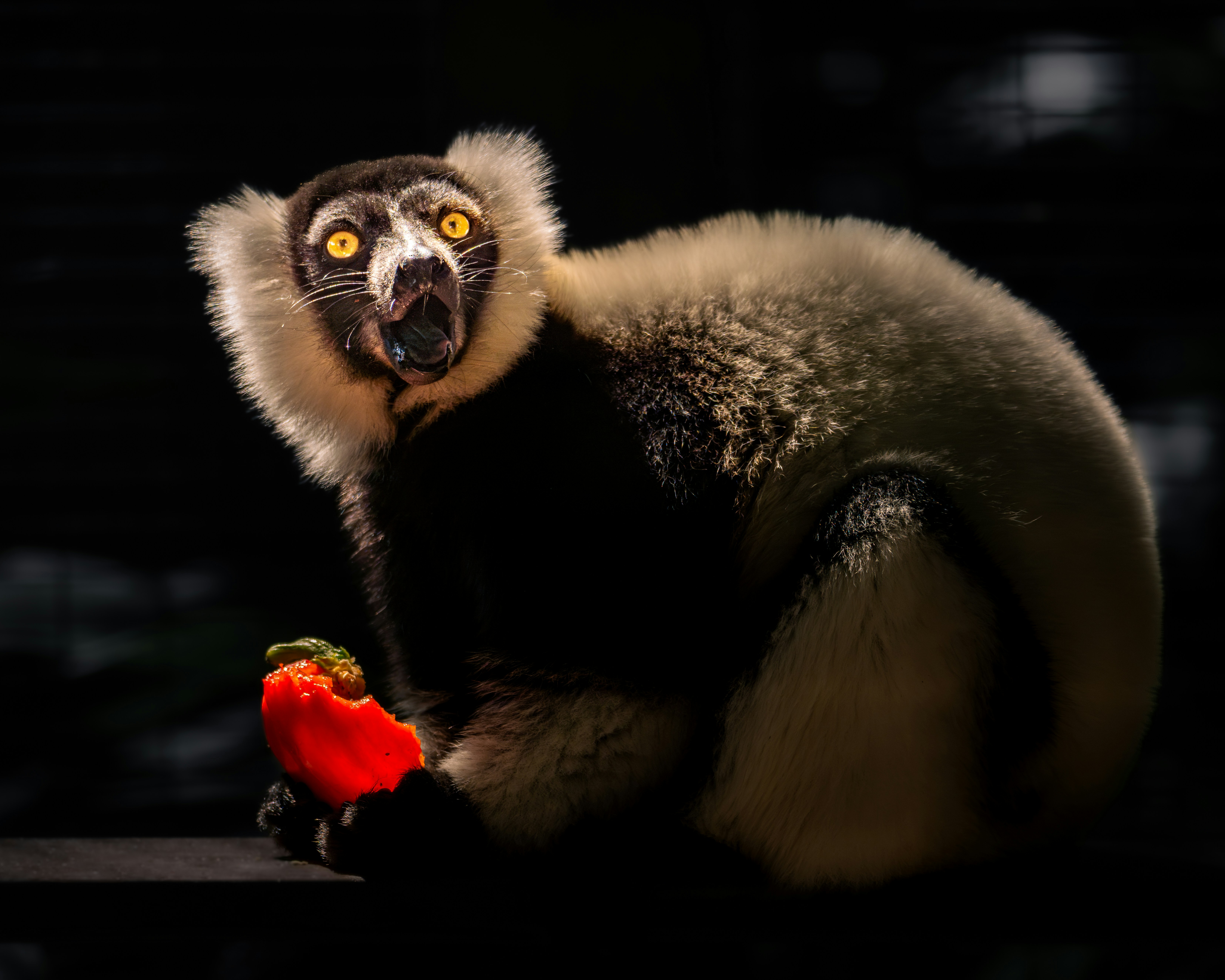 A black and white lemur holding a red fruit.