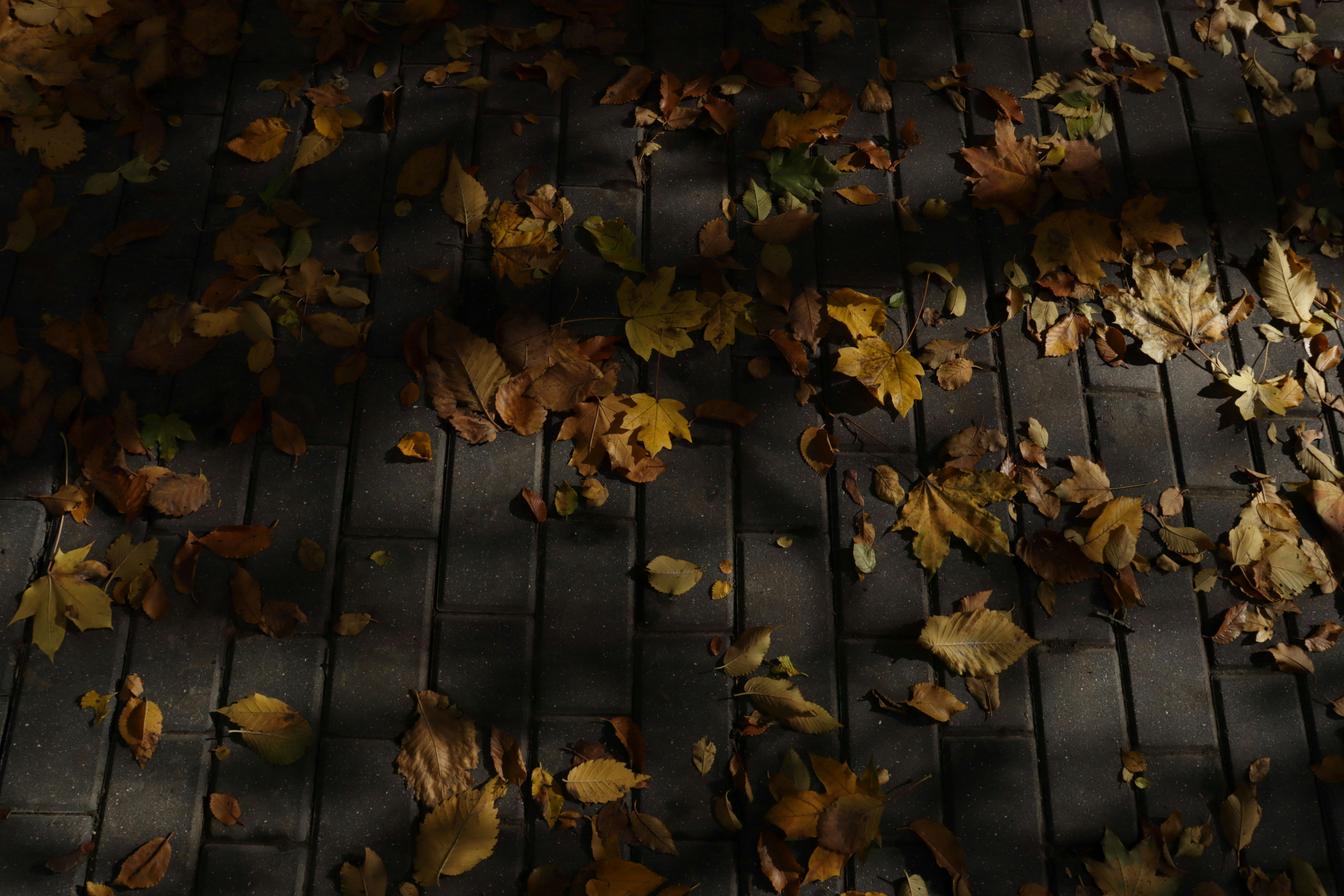 Photo by bored_mongoose