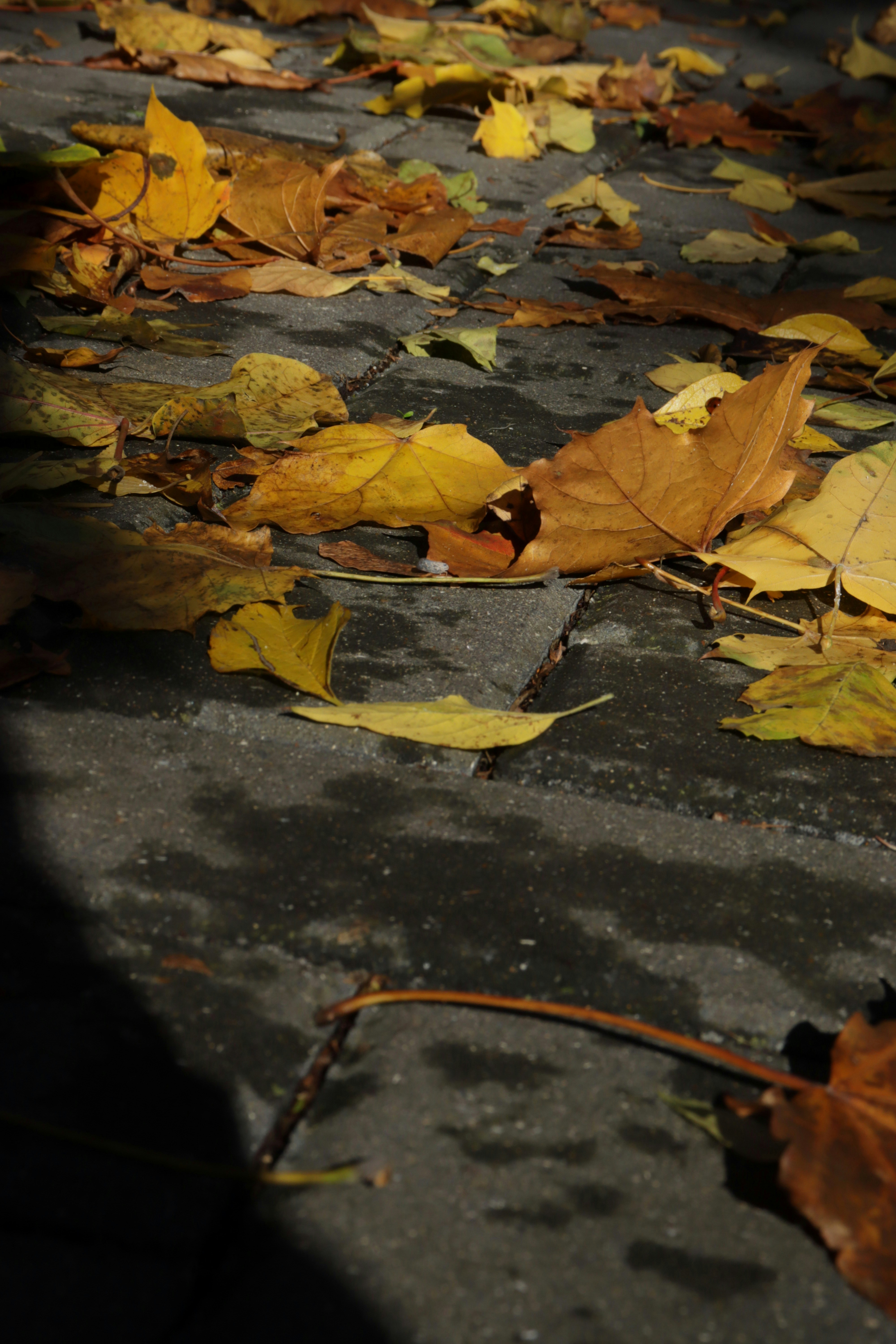 Photo by bored_mongoose