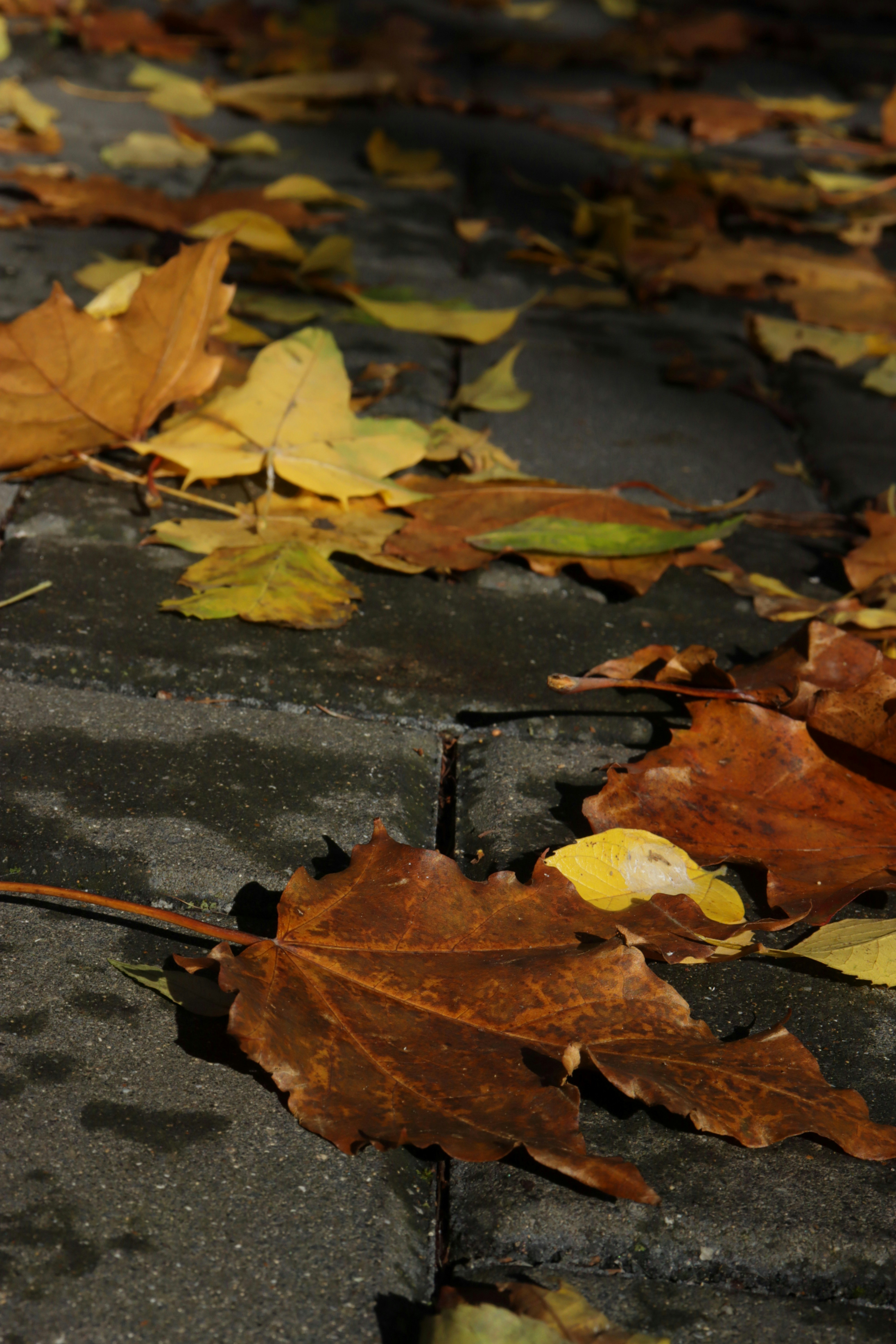 Photo by bored_mongoose