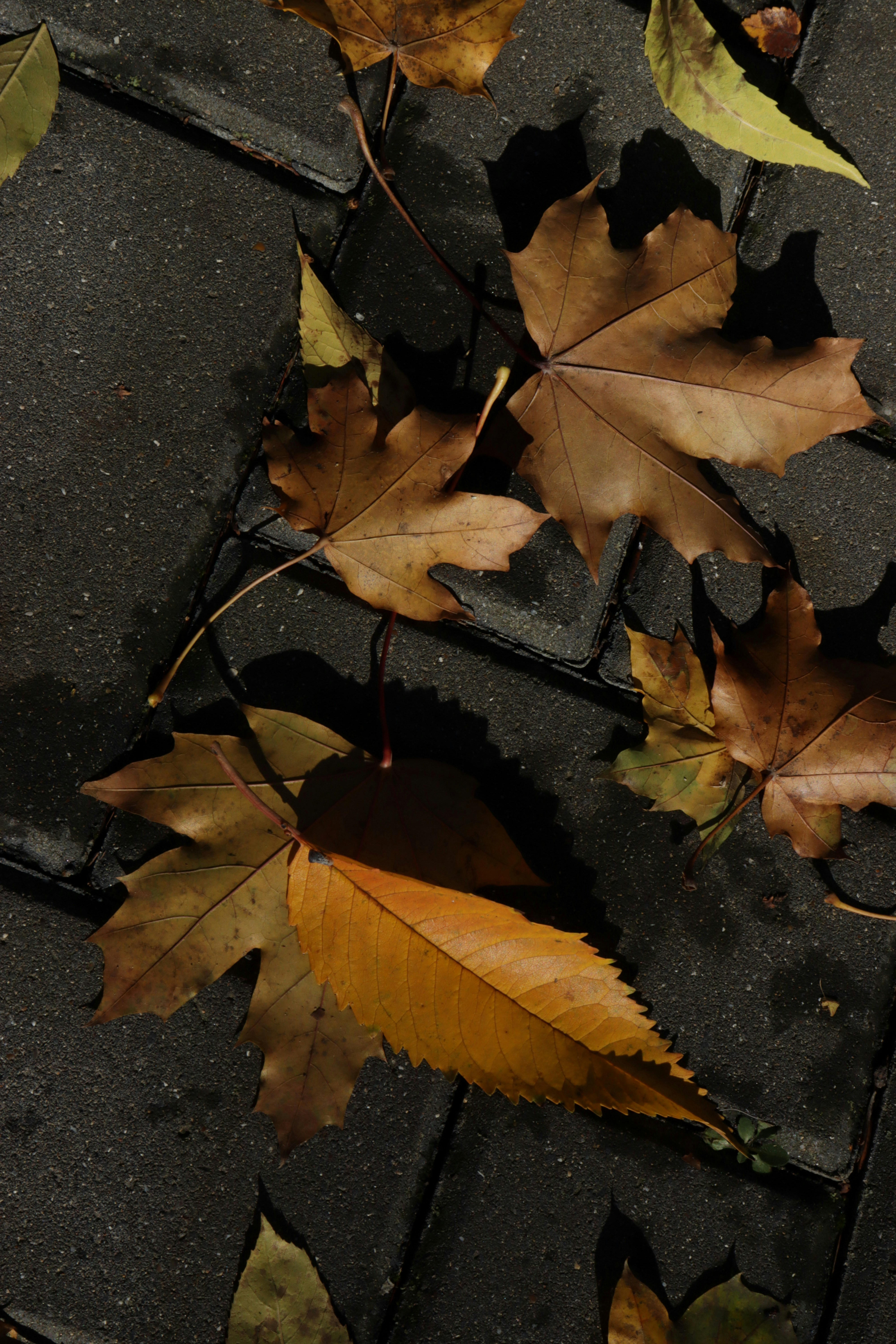 Photo by bored_mongoose