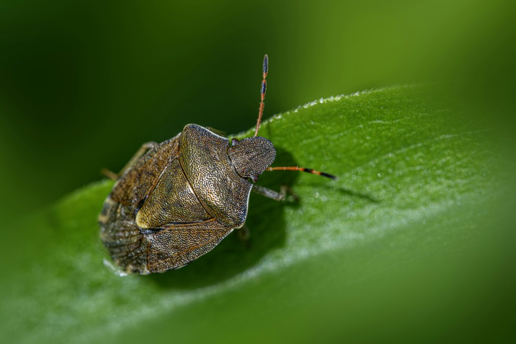 Punaise brune marbrée aux antennes annelées posée sur une feuille verte : à l'automne 2026, les punaises diaboliques cherchent refuge dans les maisons belges