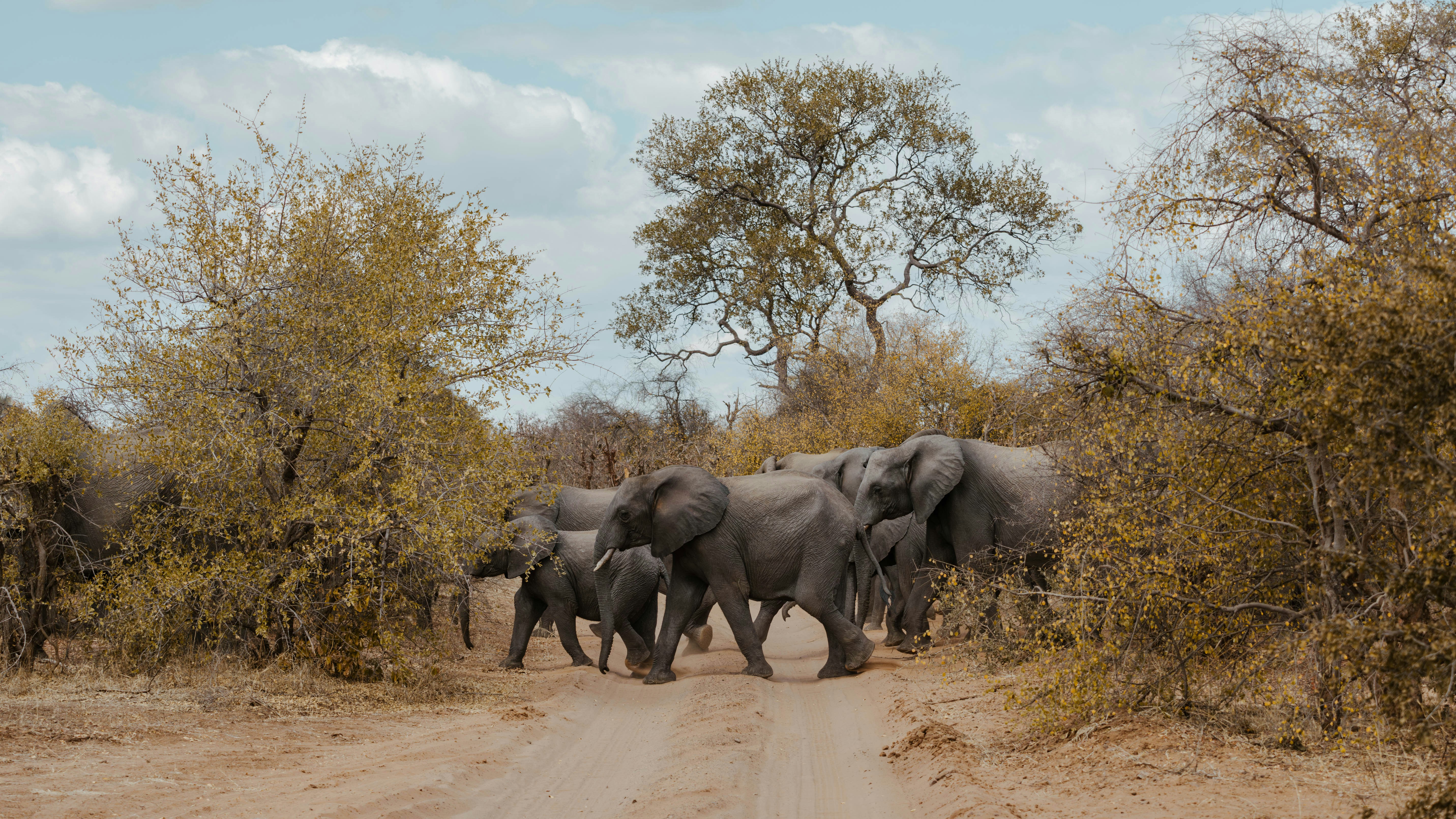 African elephant savanna wildlife conservation Africa