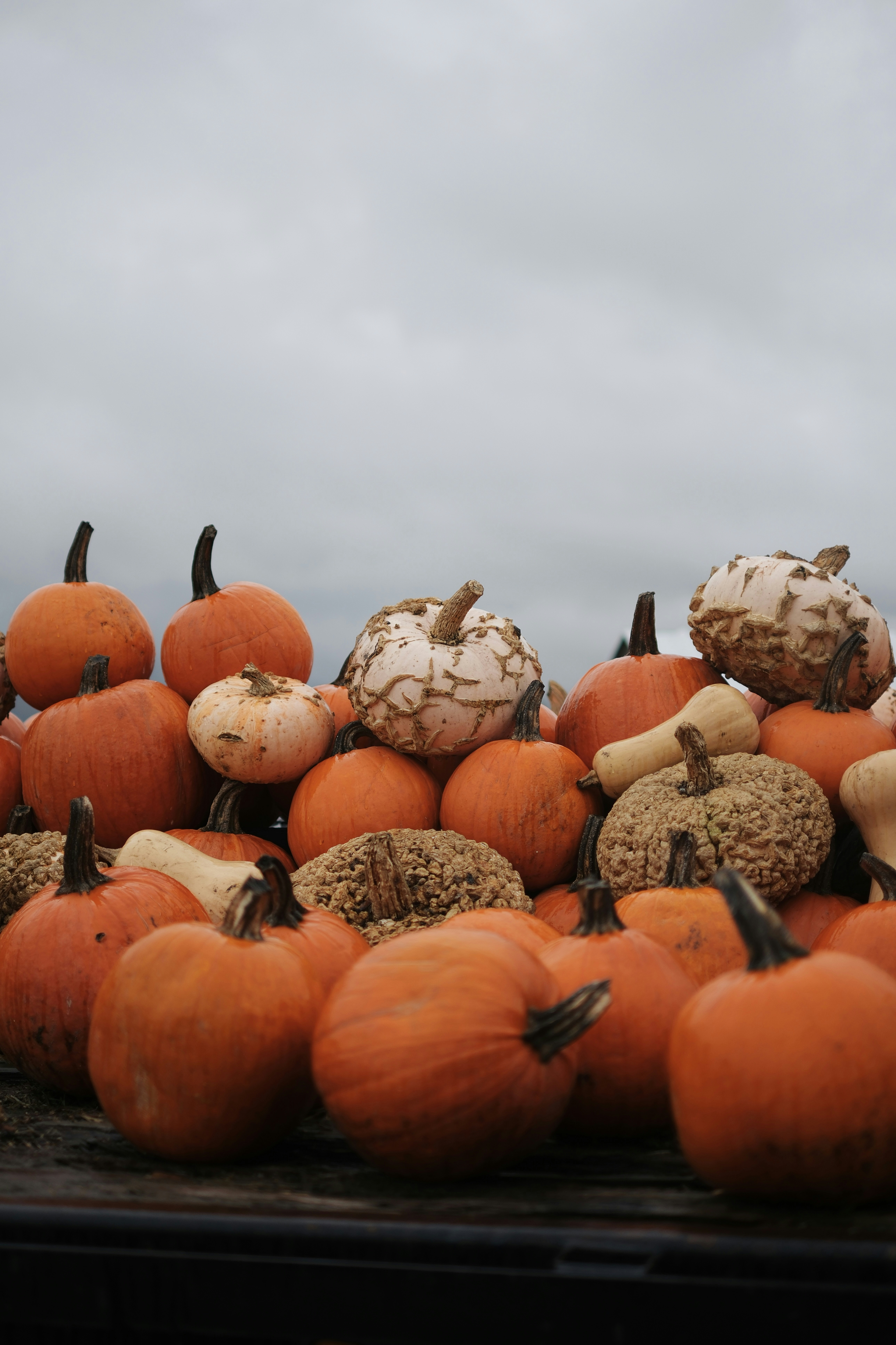 A large pile of assorted pumpkins and gourds.