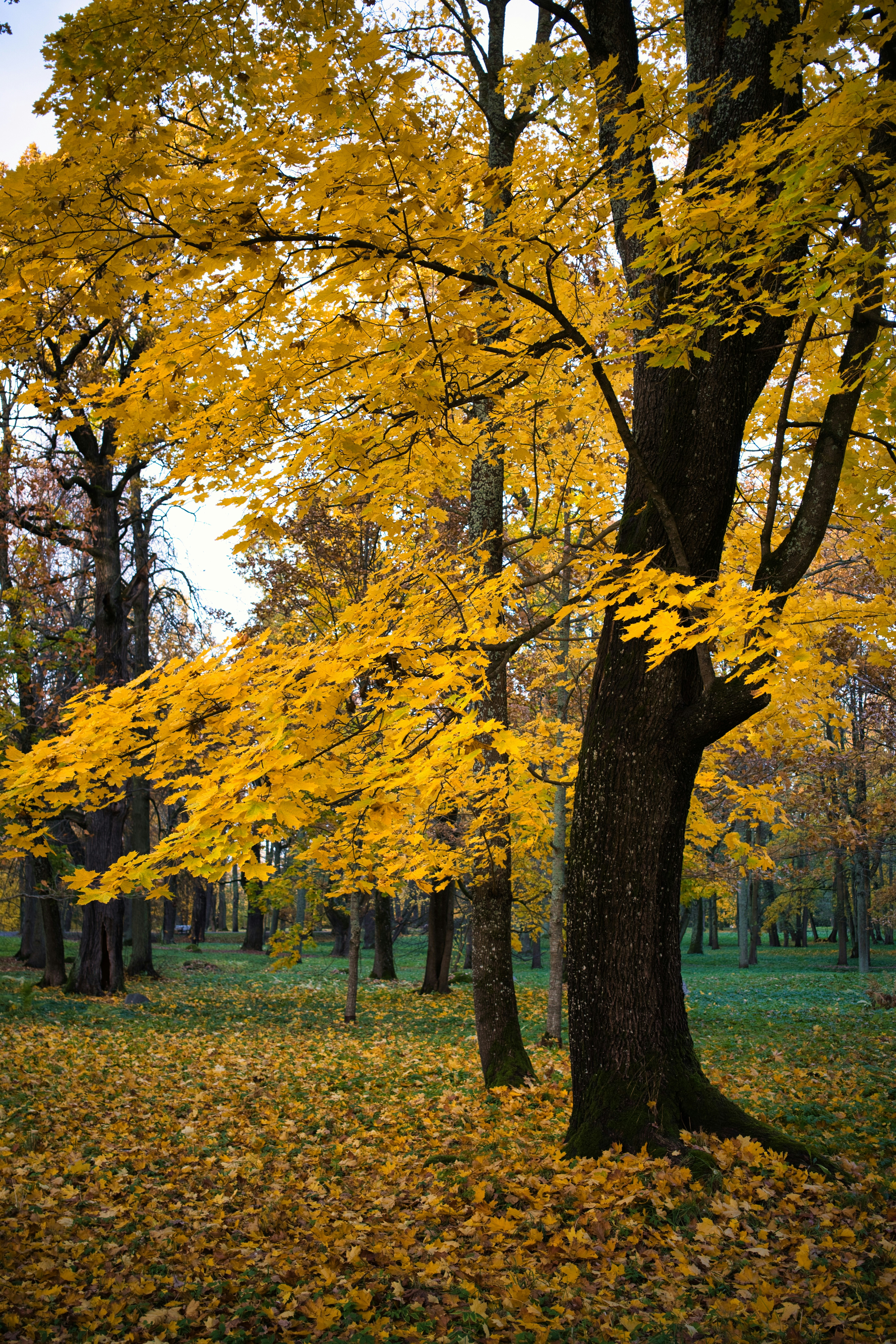 Photo by maksimshutov