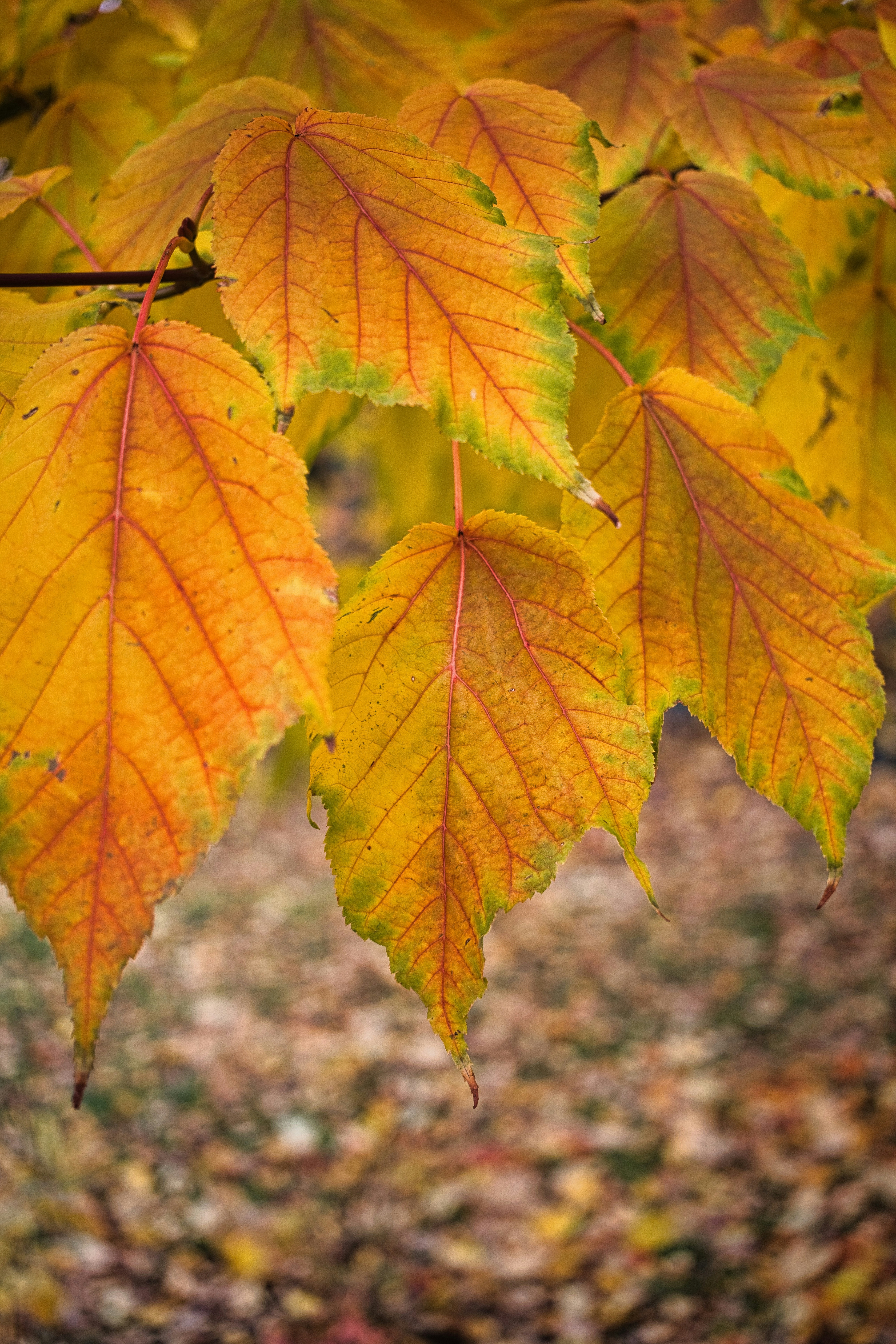 Photo by maksimshutov