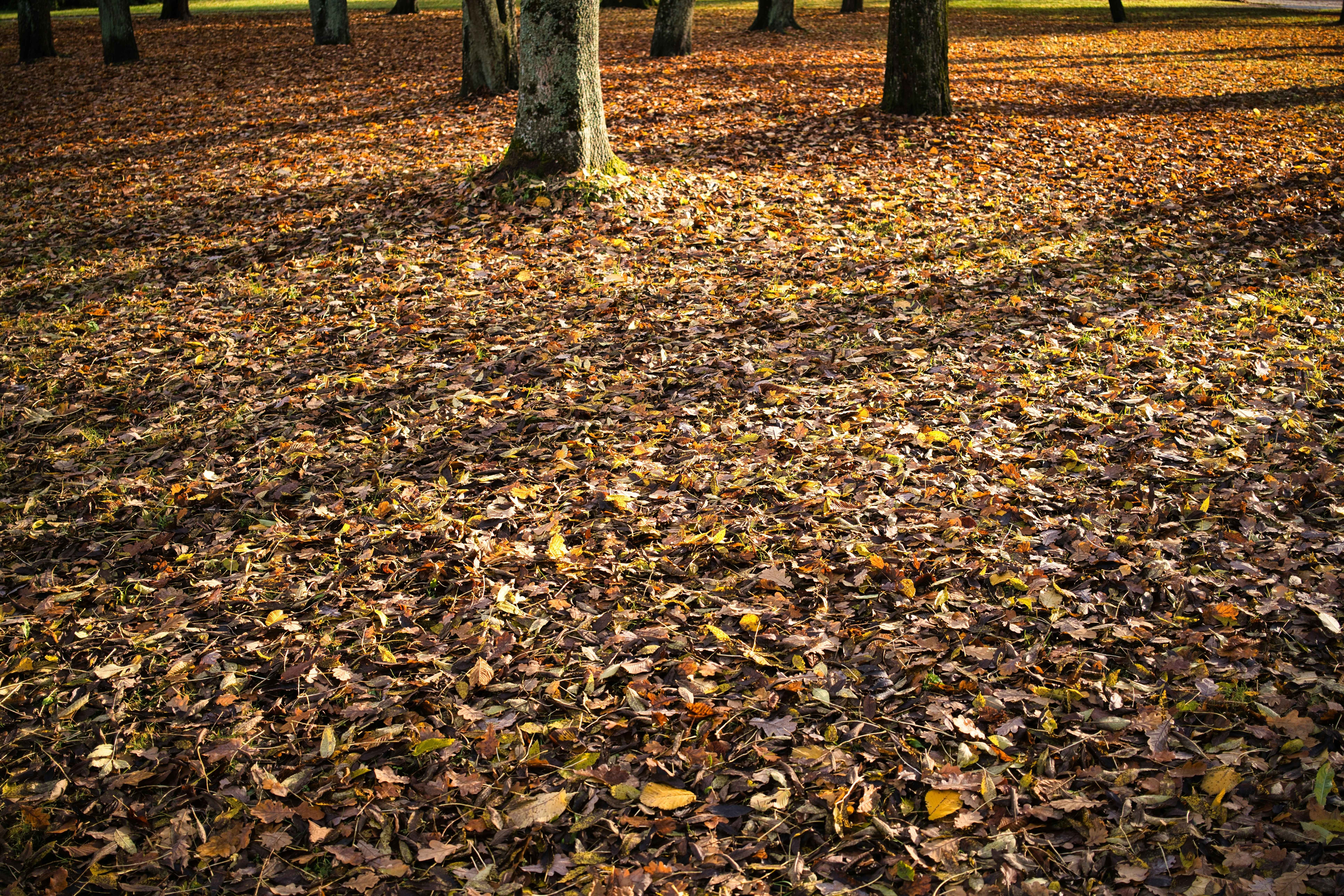 Photo by maksimshutov