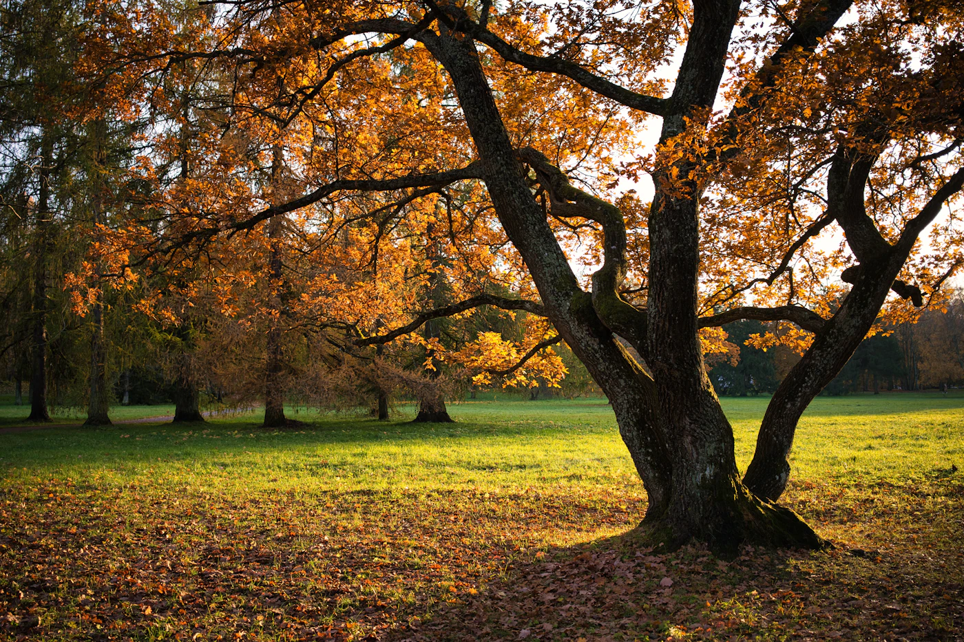A large old oak tree standing alone in a grassy autumn field, similar to the site of the historic Mercer Oak