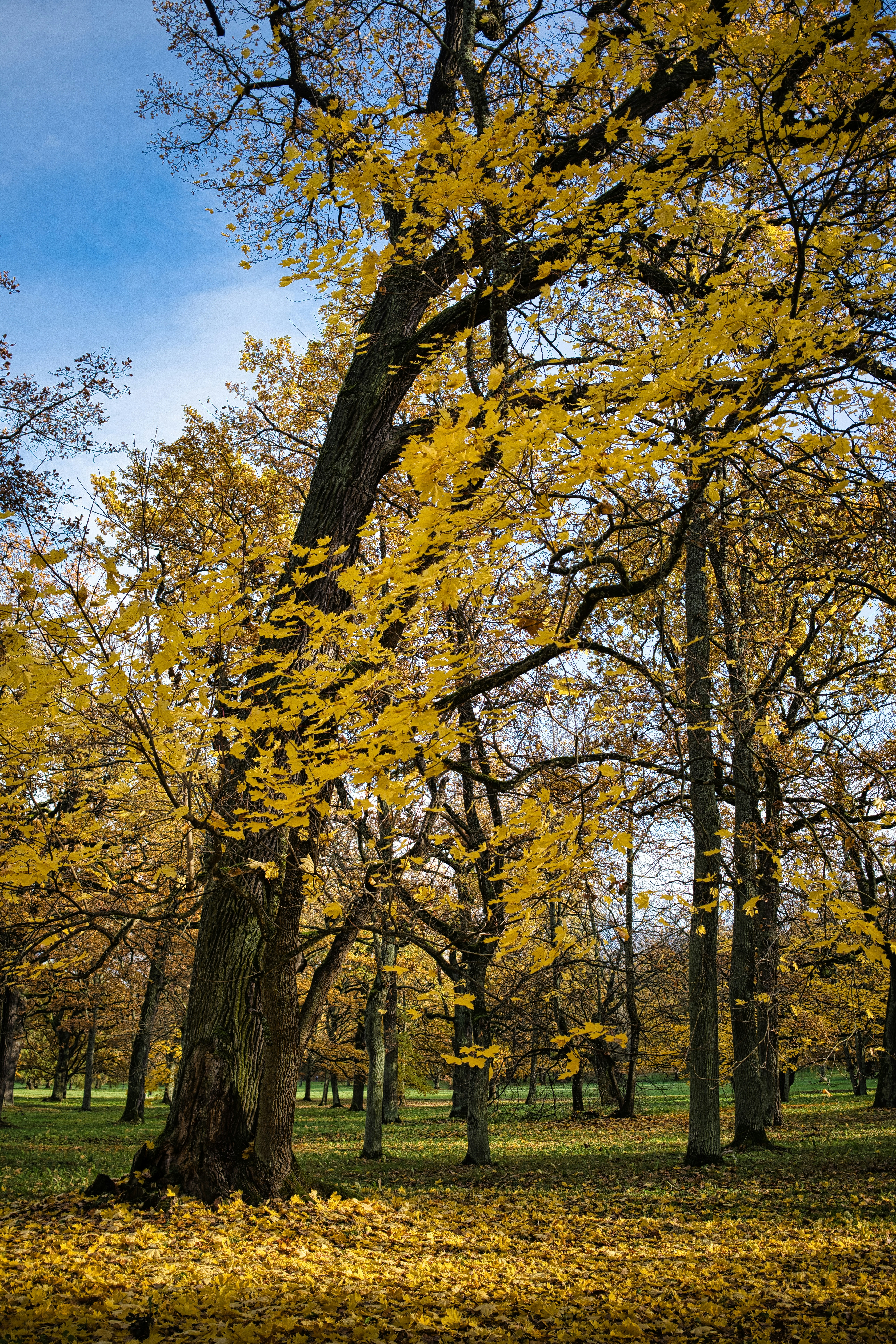 Photo by maksimshutov